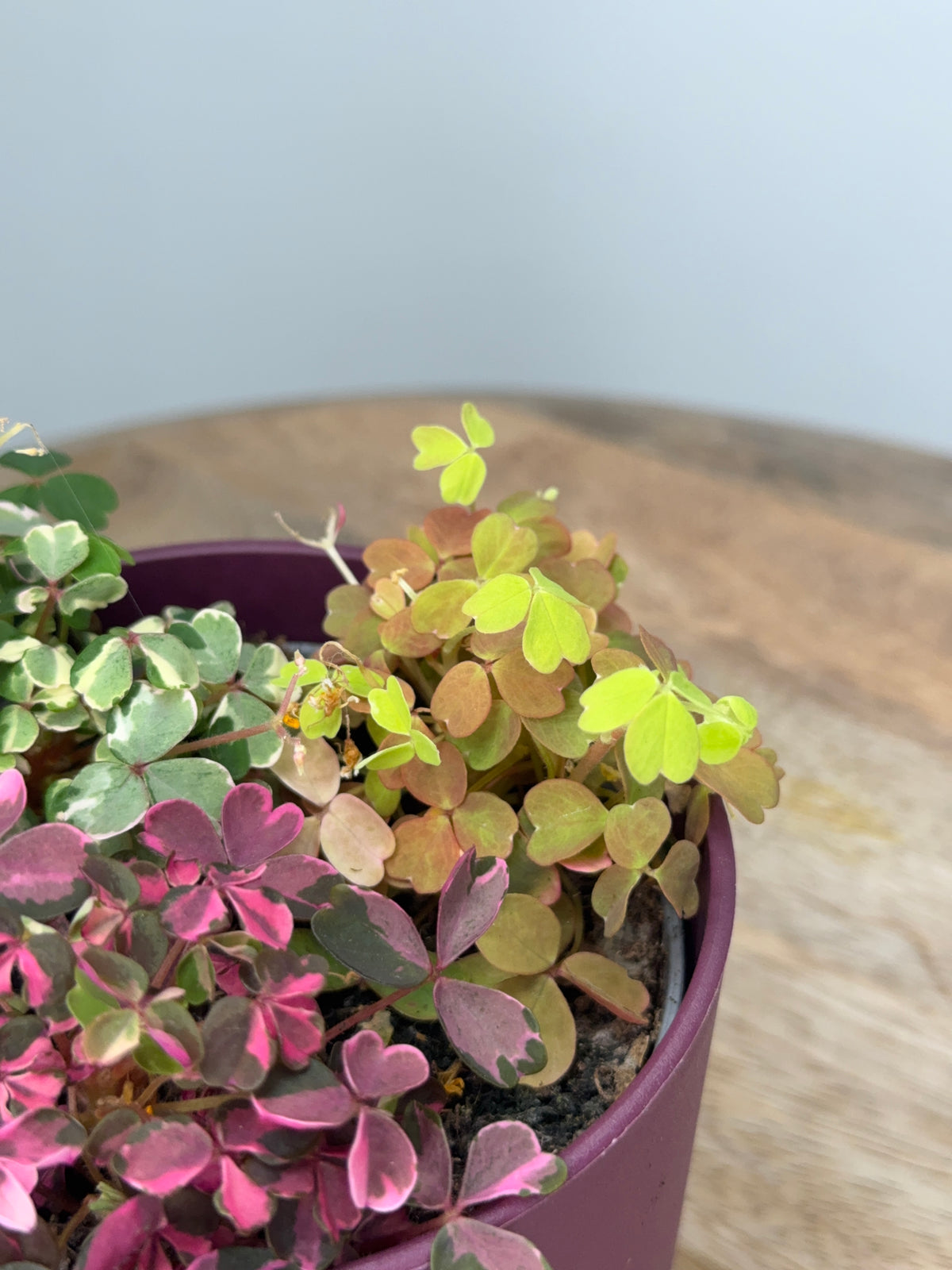 OXALIS VULCANICOLA TRIOM10