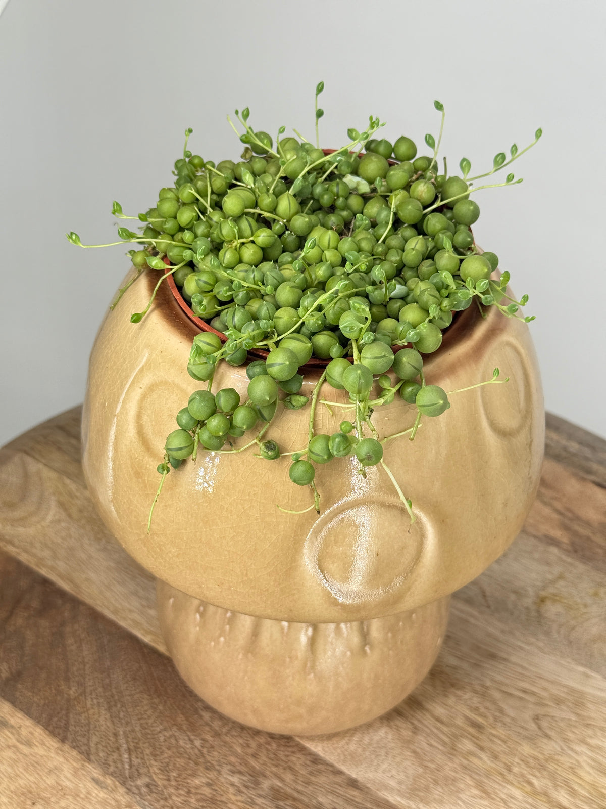 SENECIO ROWLEYANUS