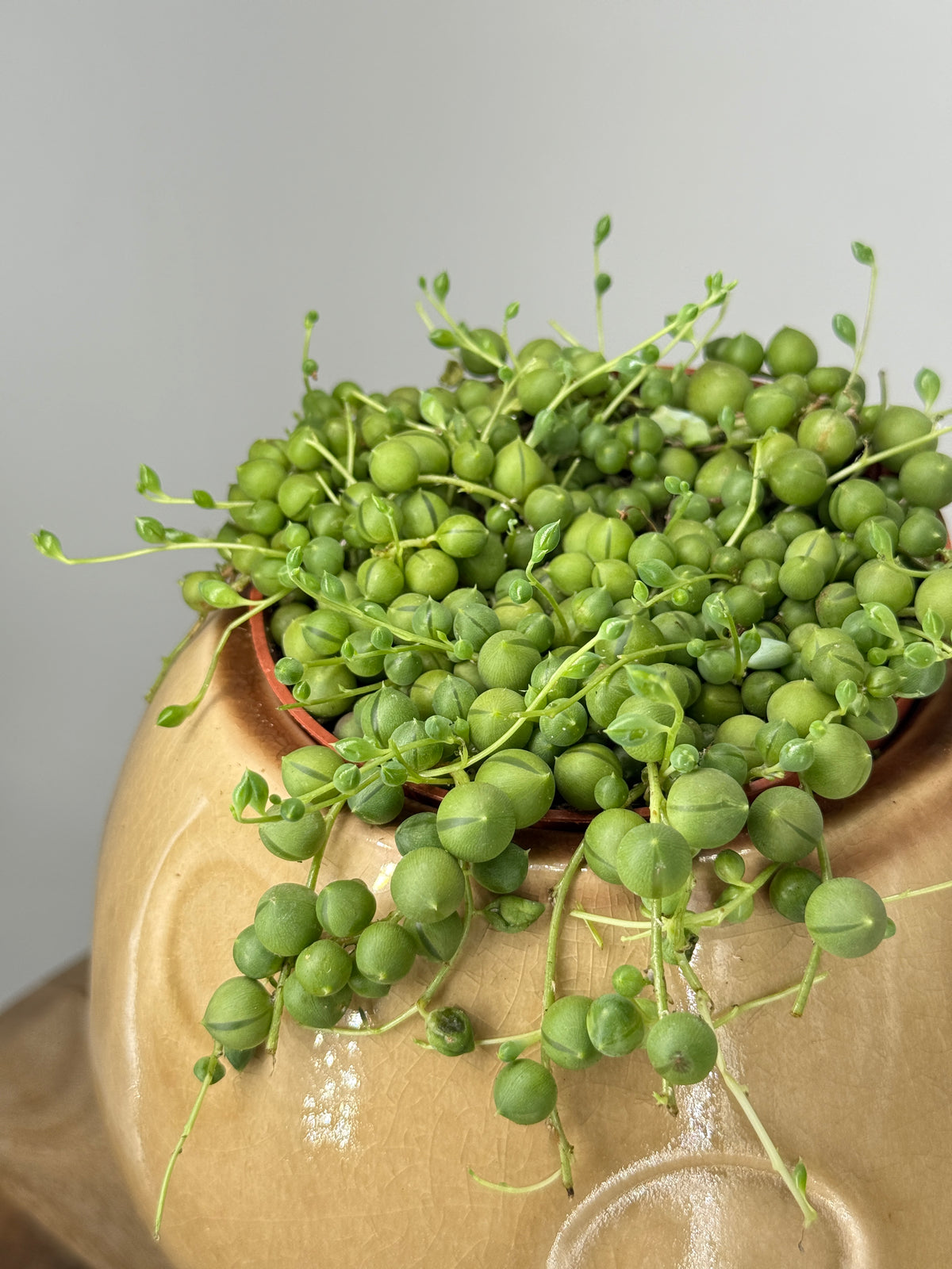 SENECIO ROWLEYANUS