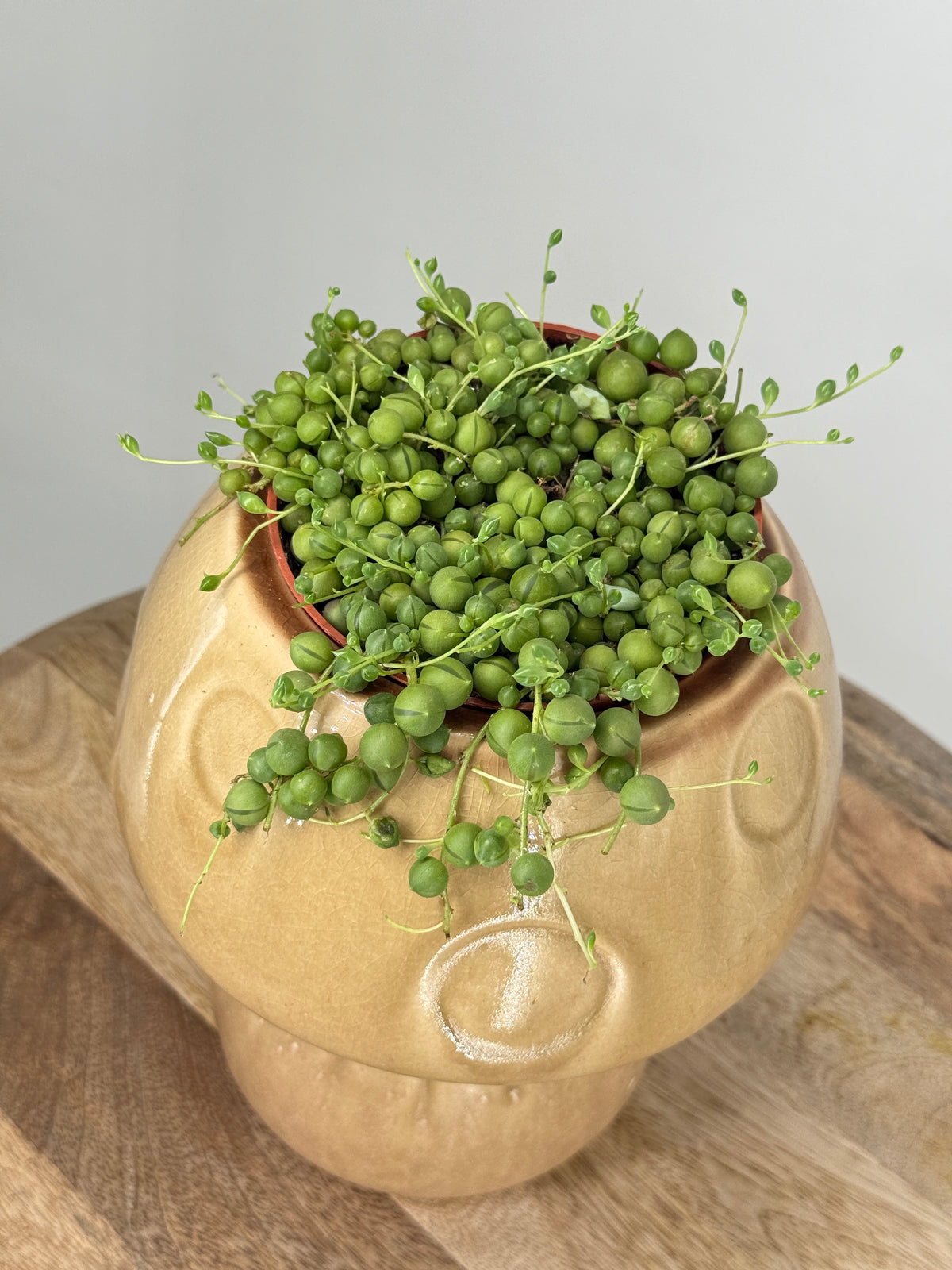 SENECIO ROWLEYANUS