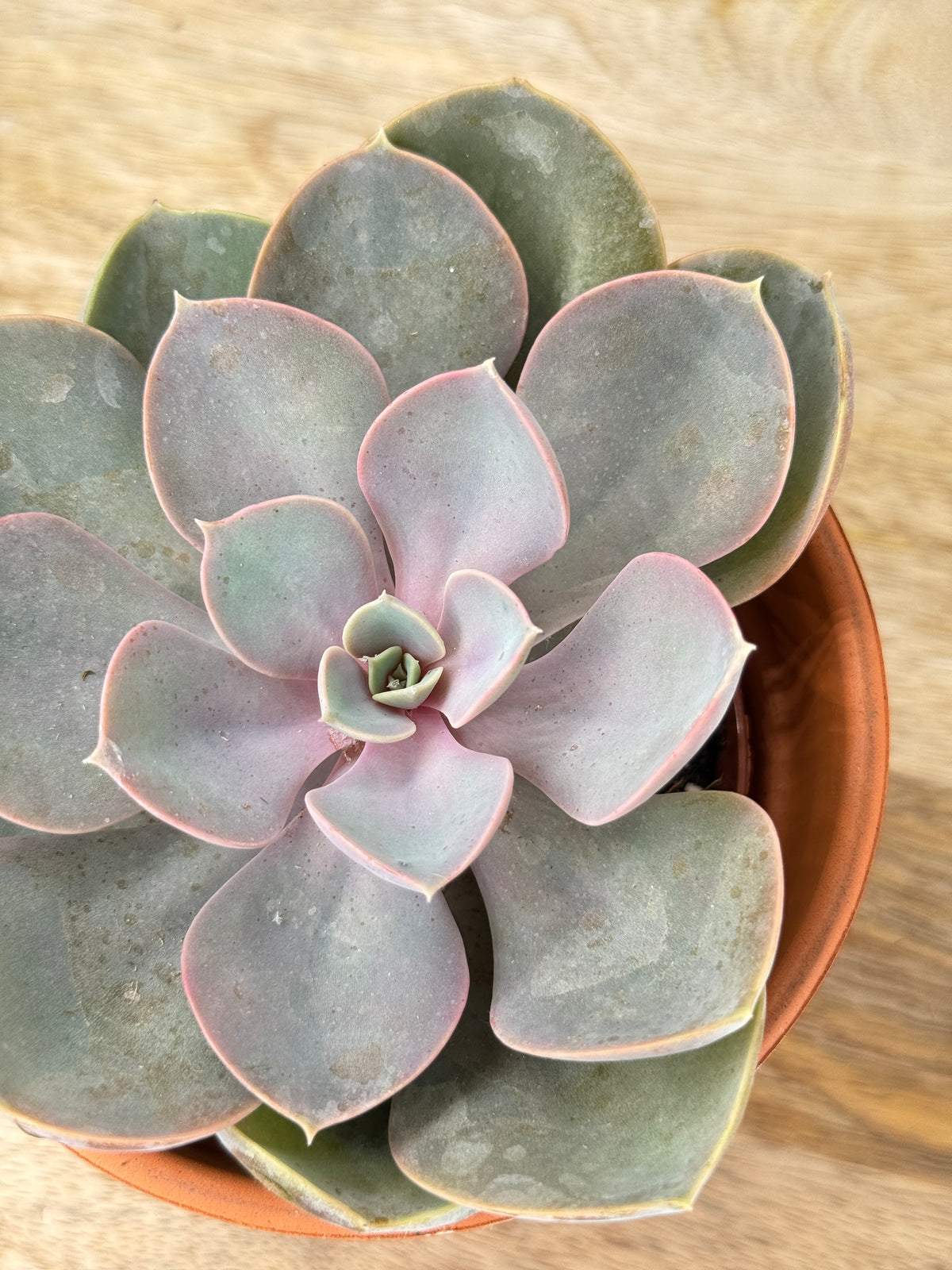 CACTUS Y CRASA SURTIDA BANDEJA 8.5