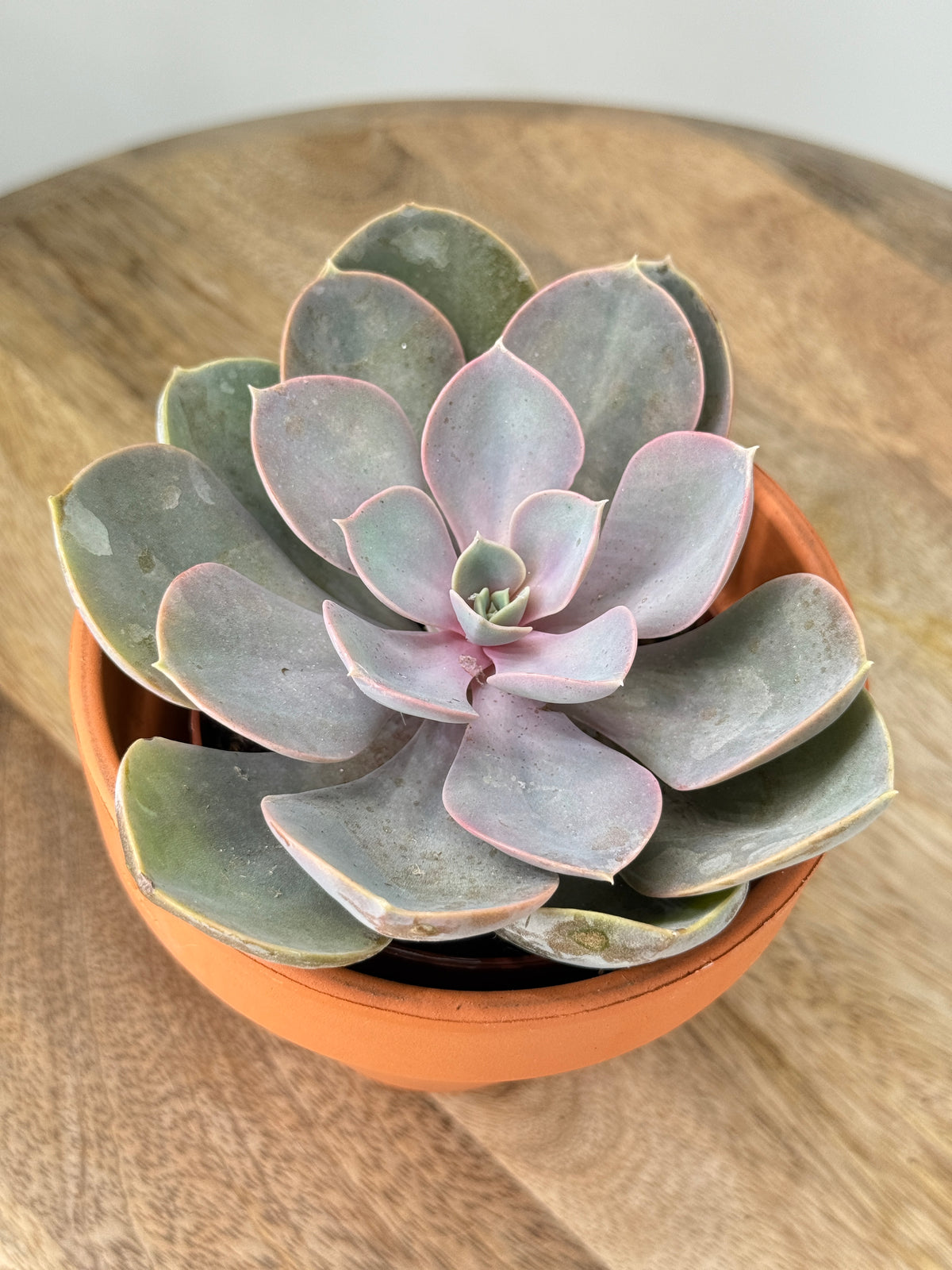 CACTUS Y CRASA SURTIDA BANDEJA 8.5
