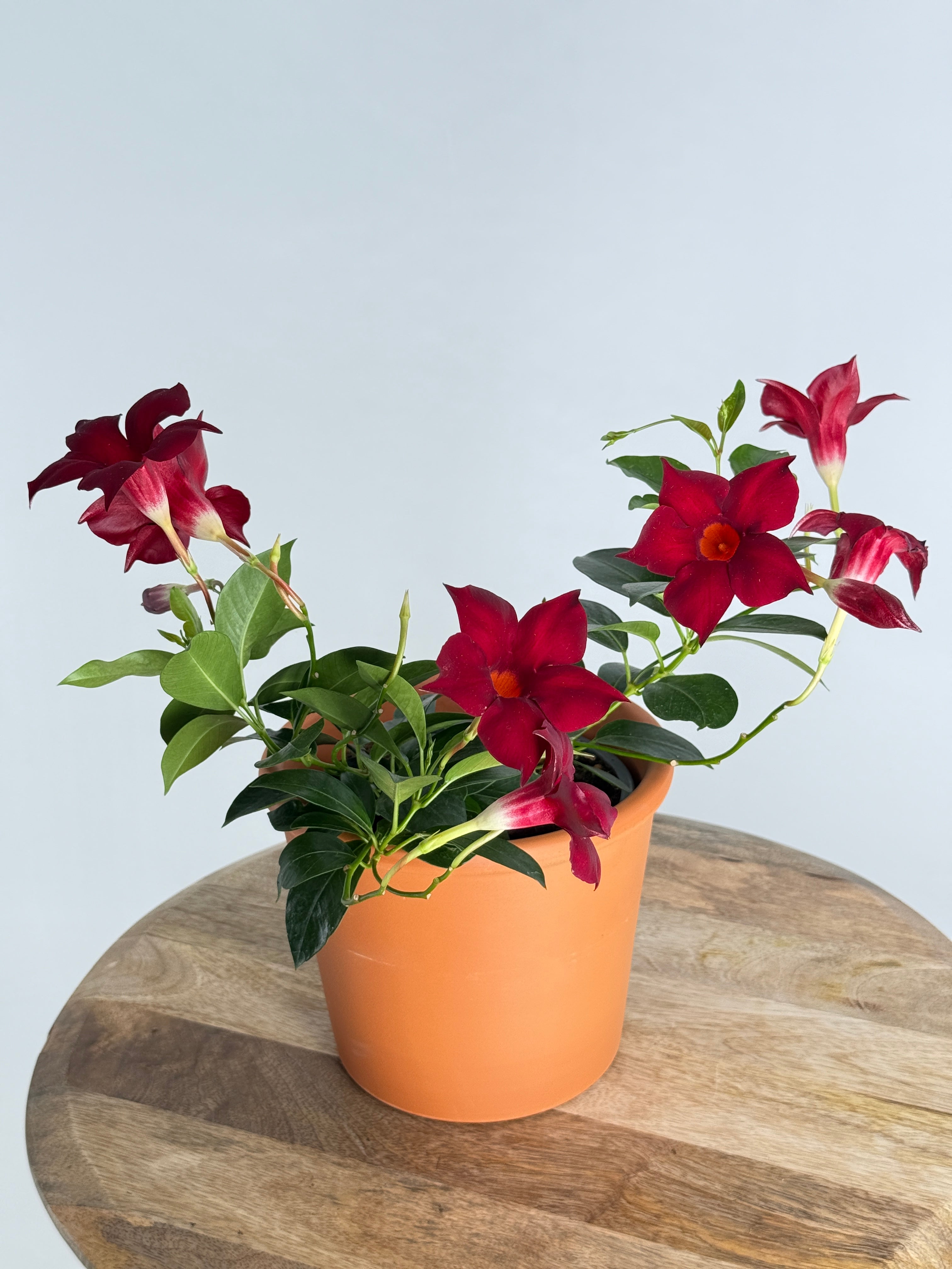 DIPLADENIA M13