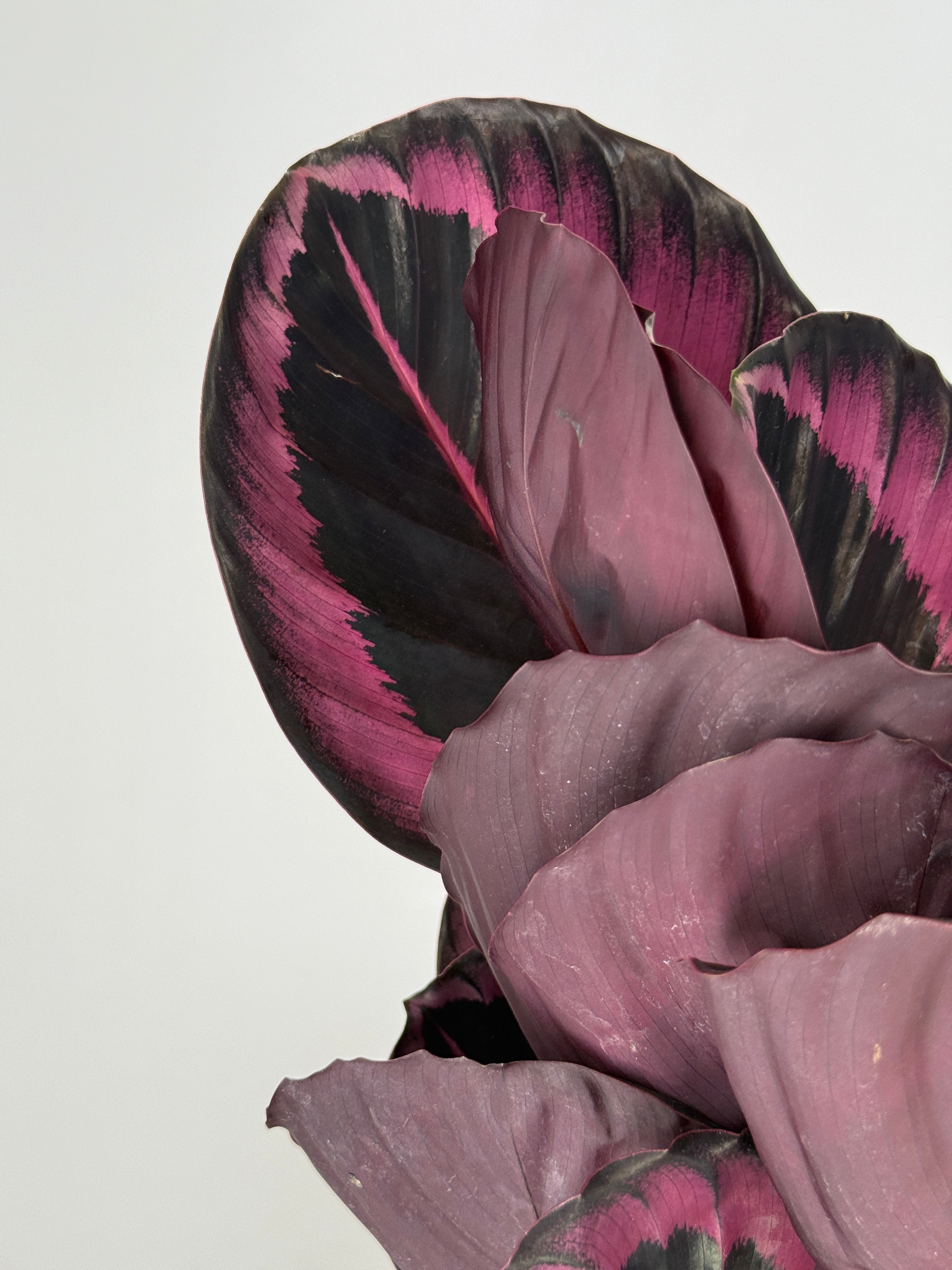 CALATHEA ROSEA SURPRISESTAR M14