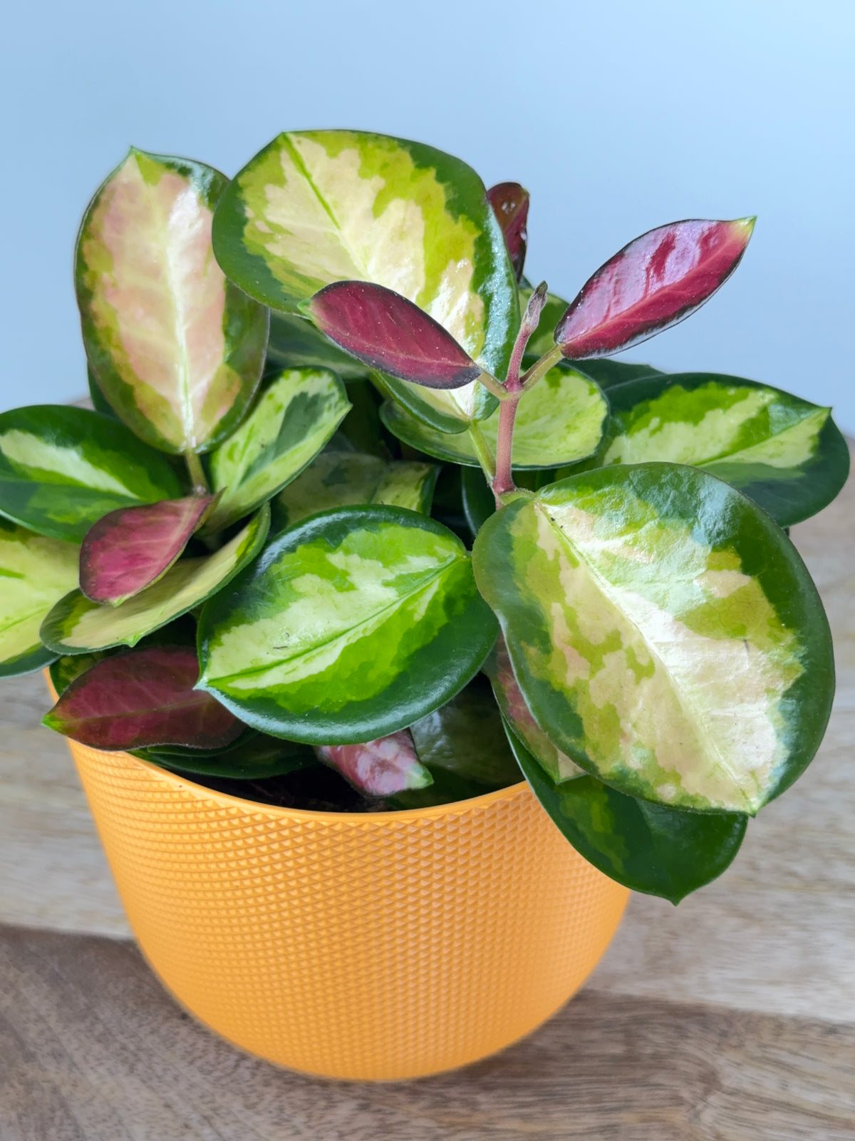 HOYA CARNOSA TRICOLOR M12