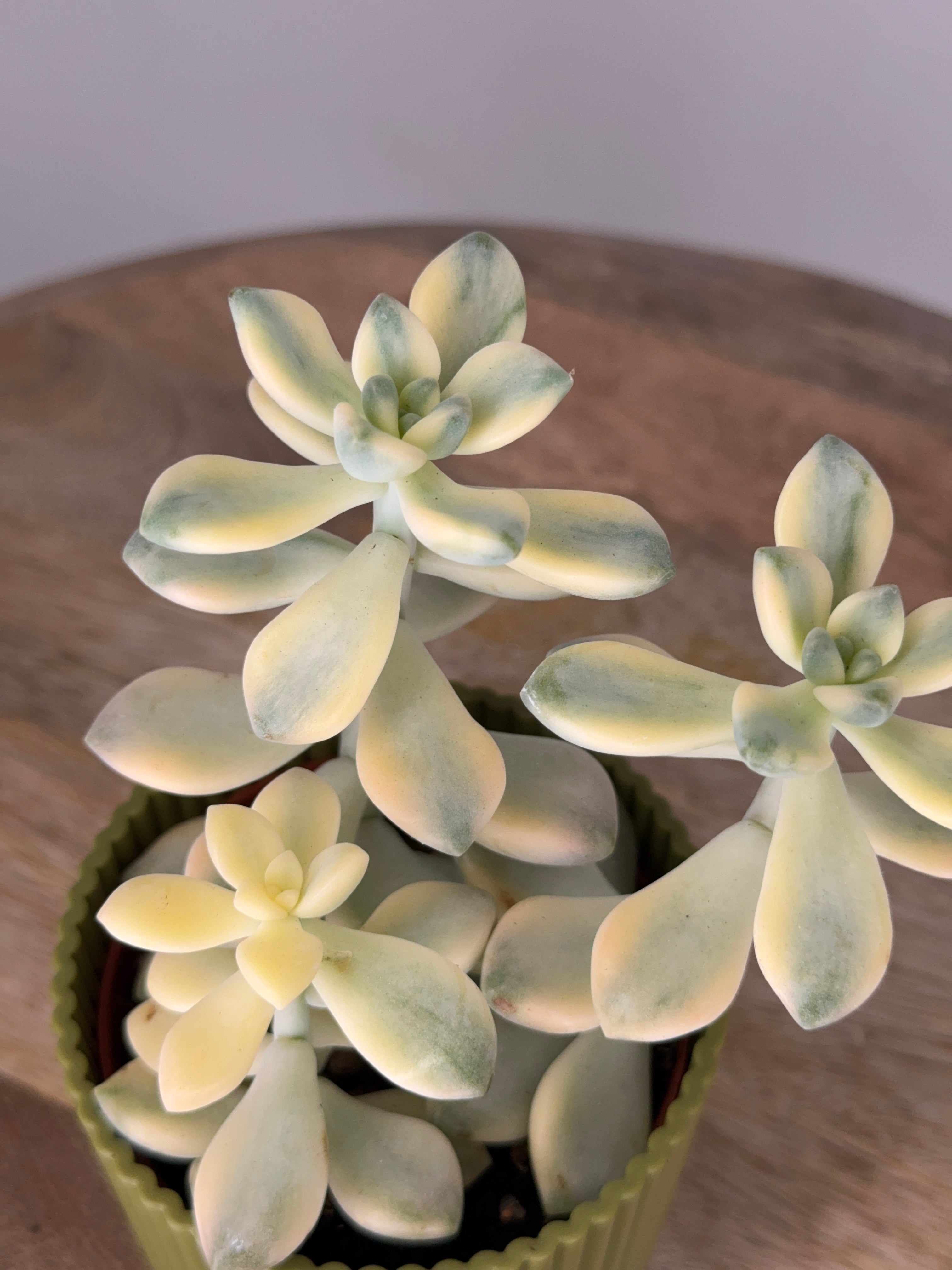 GRAPTOVERIA TITUBANS VARIEGATA M8,5