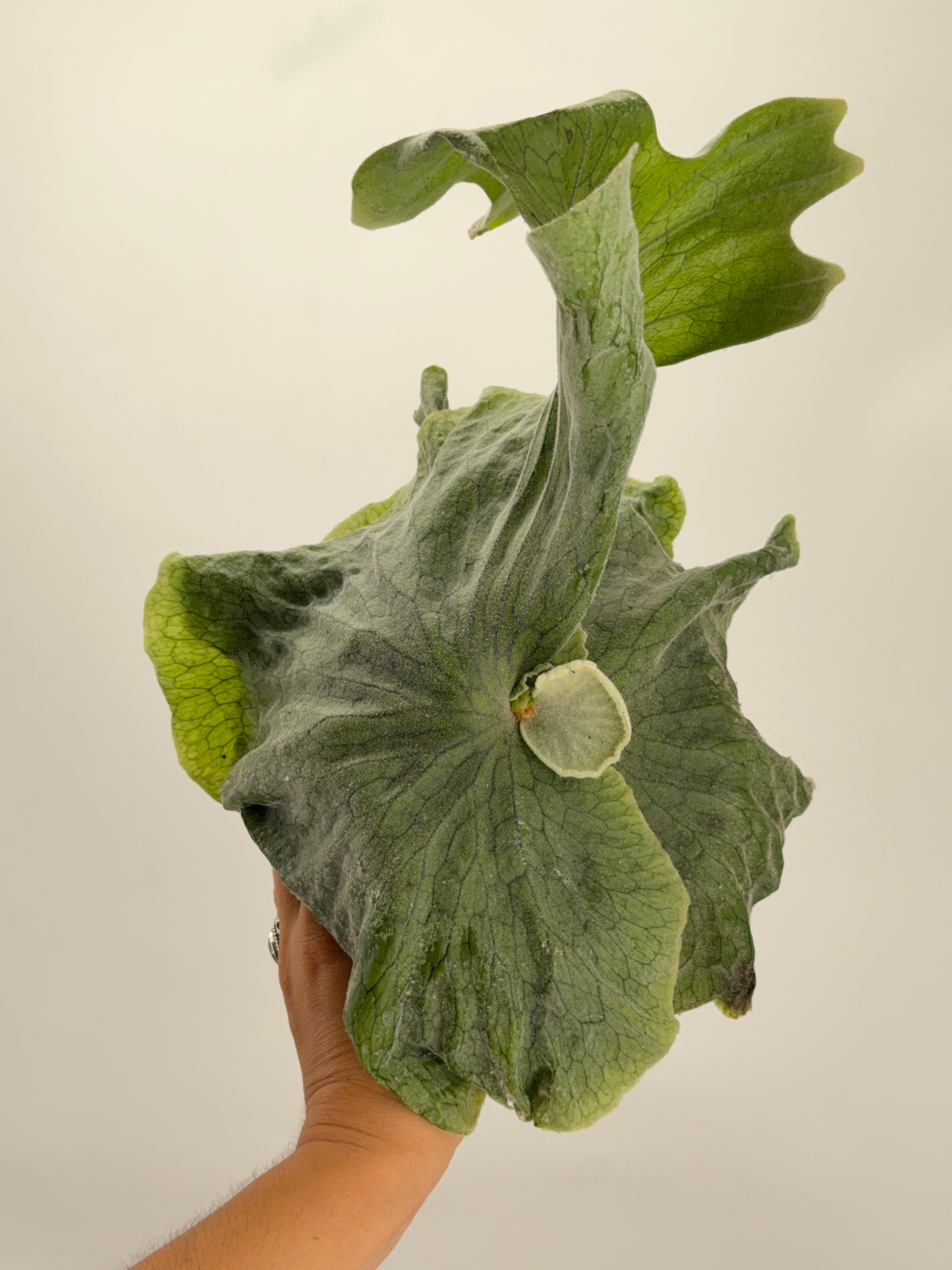 PLATYCERIUM SUPERBUM M12