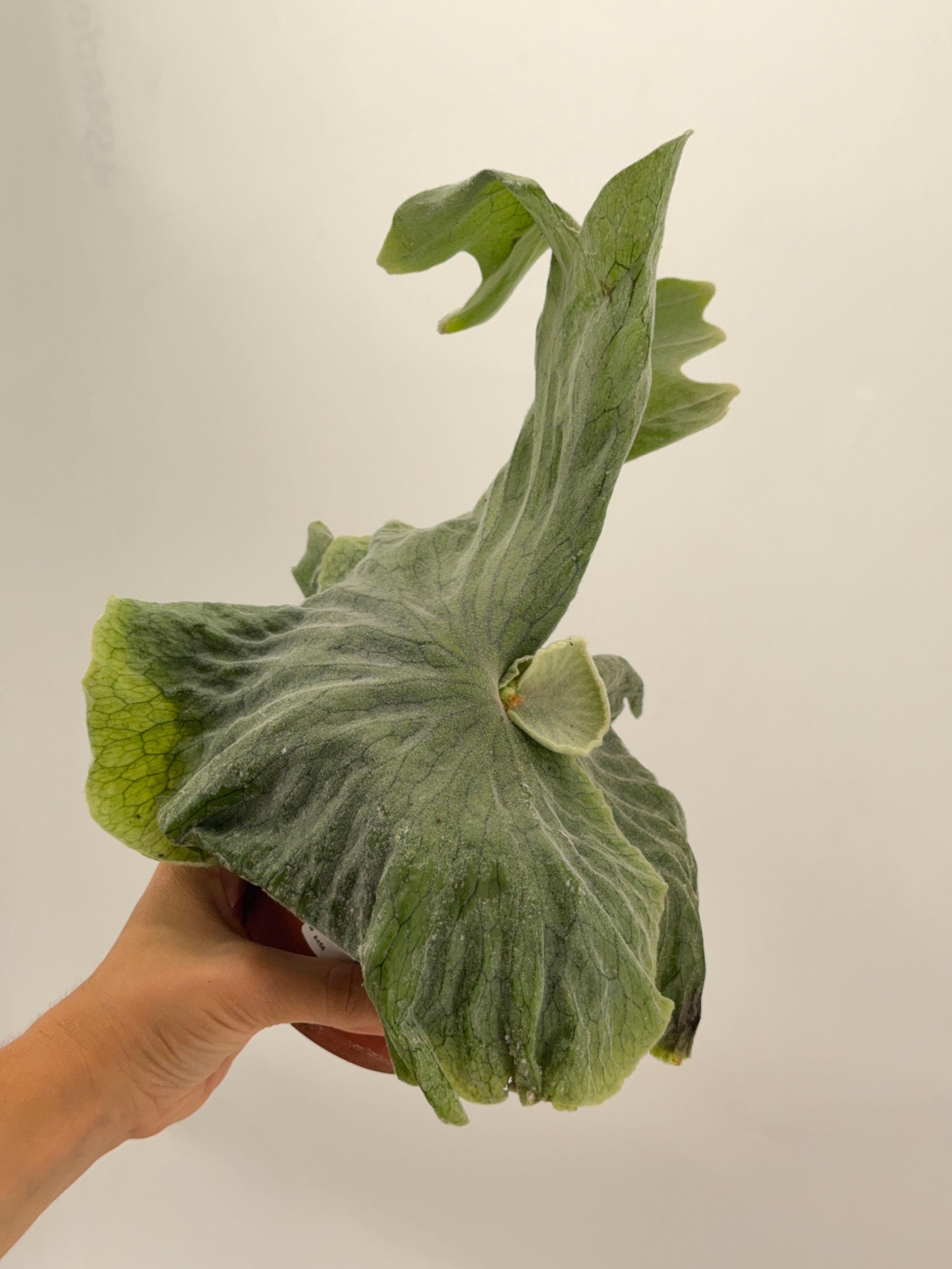 PLATYCERIUM SUPERBUM M12
