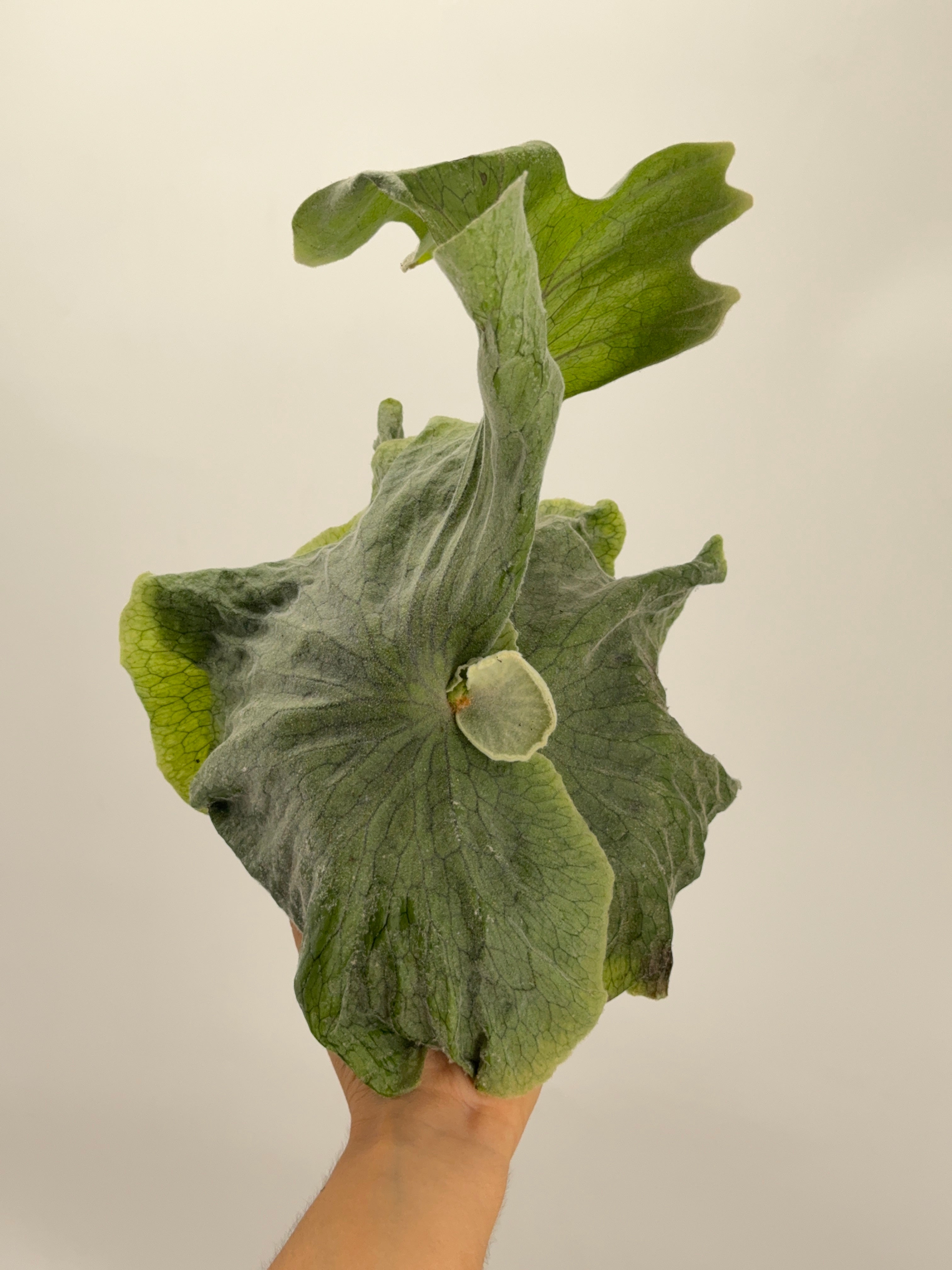PLATYCERIUM SUPERBUM M12
