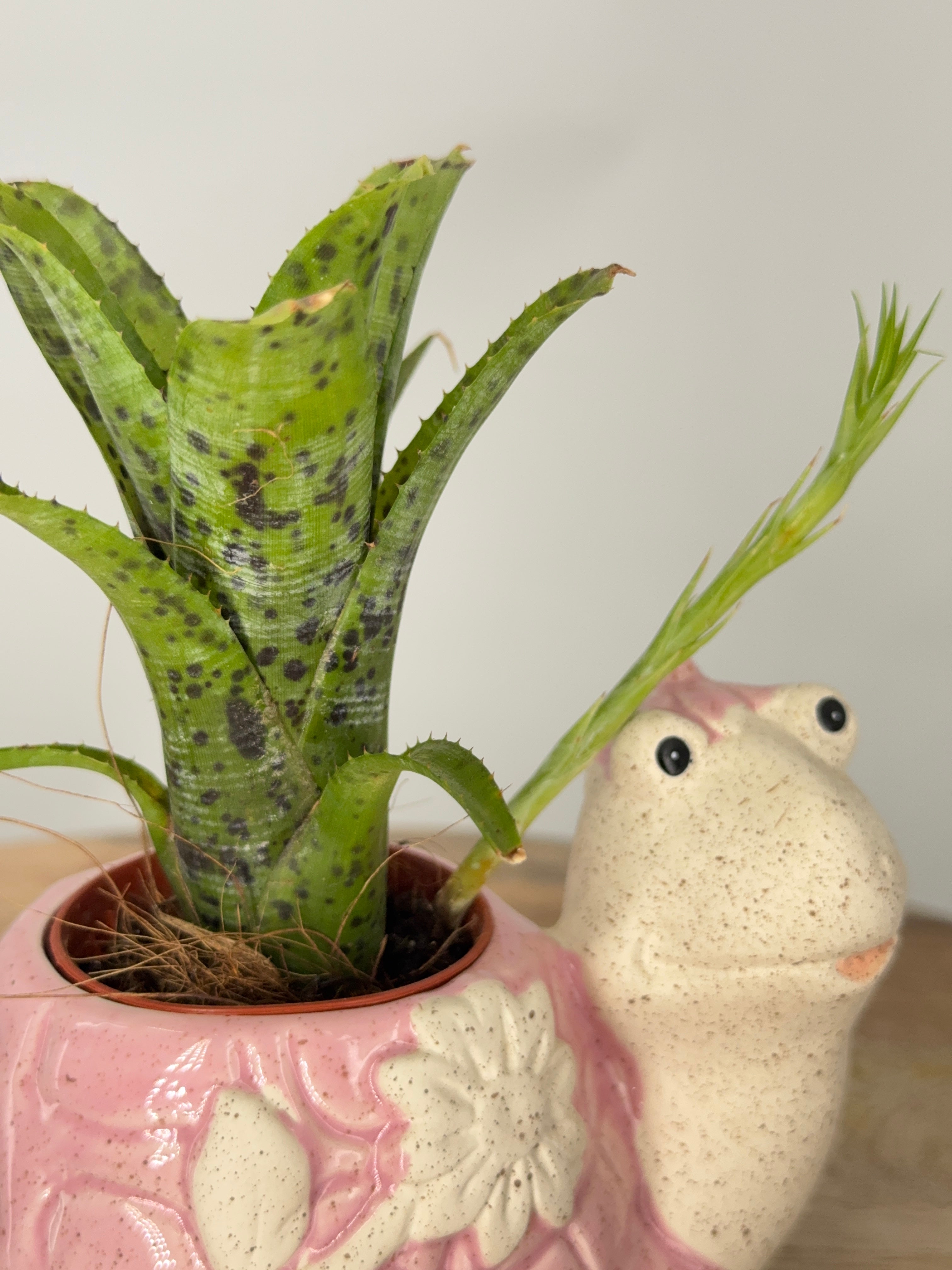 NEOREGELIA MIX C12