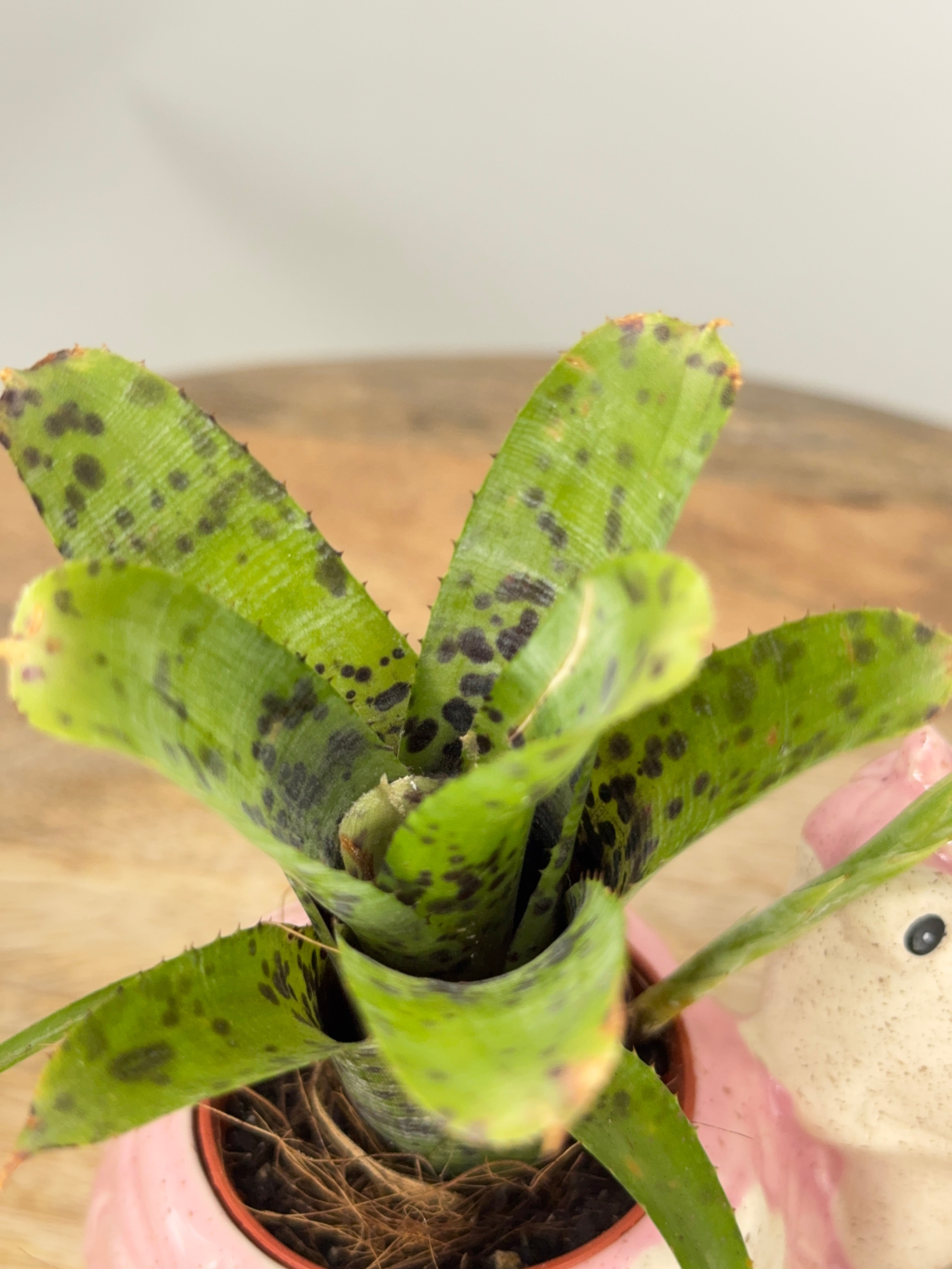 NEOREGELIA MIX C12