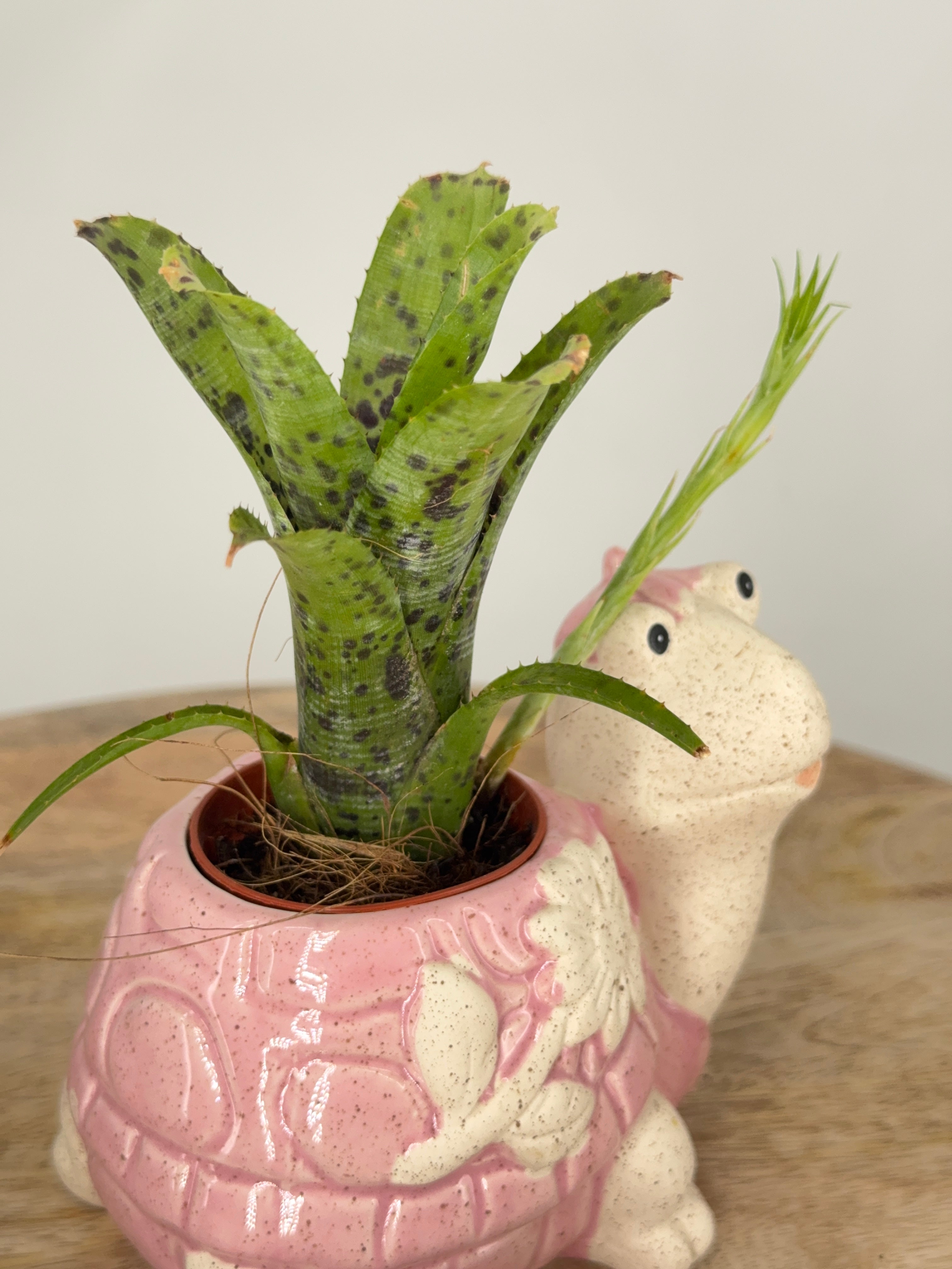 NEOREGELIA MIX C12