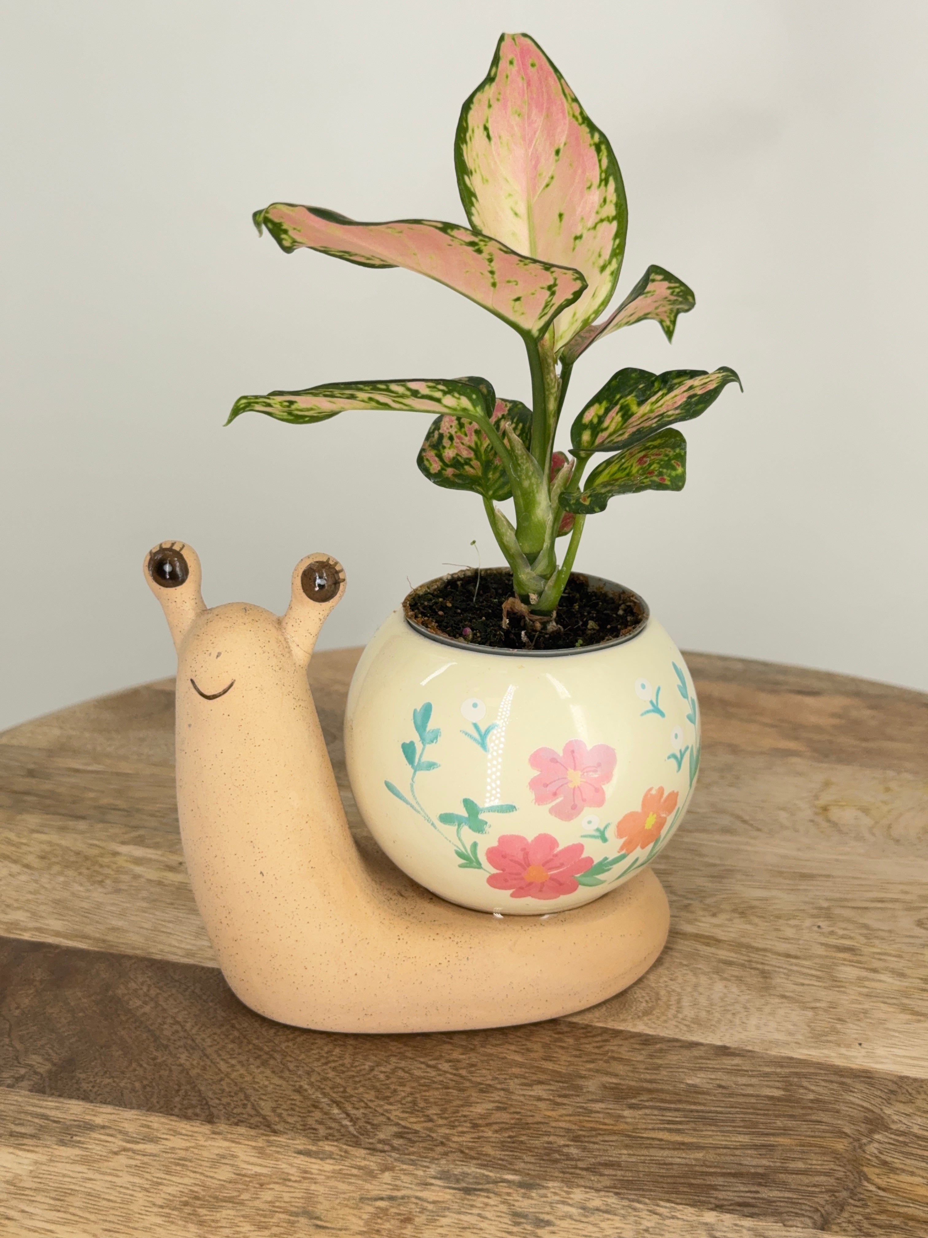 AGLAONEMA MIX M6