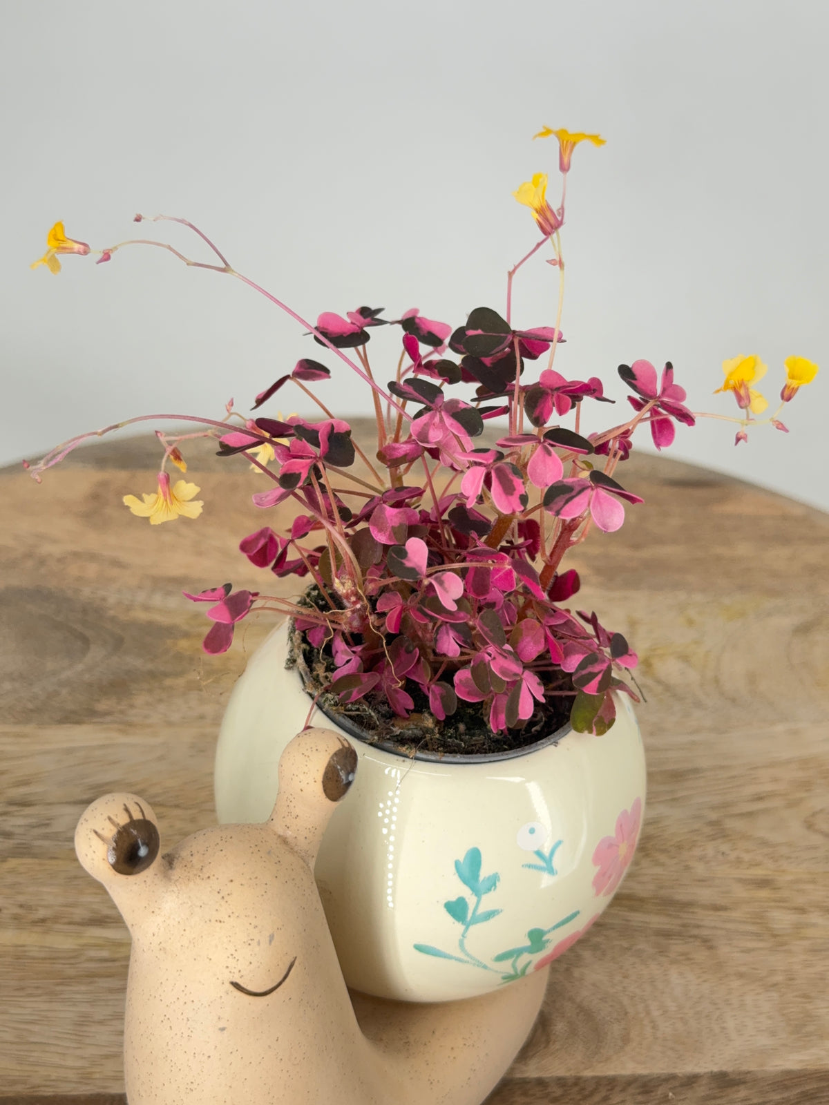 OXALIS CRAZY PLUM 6CM