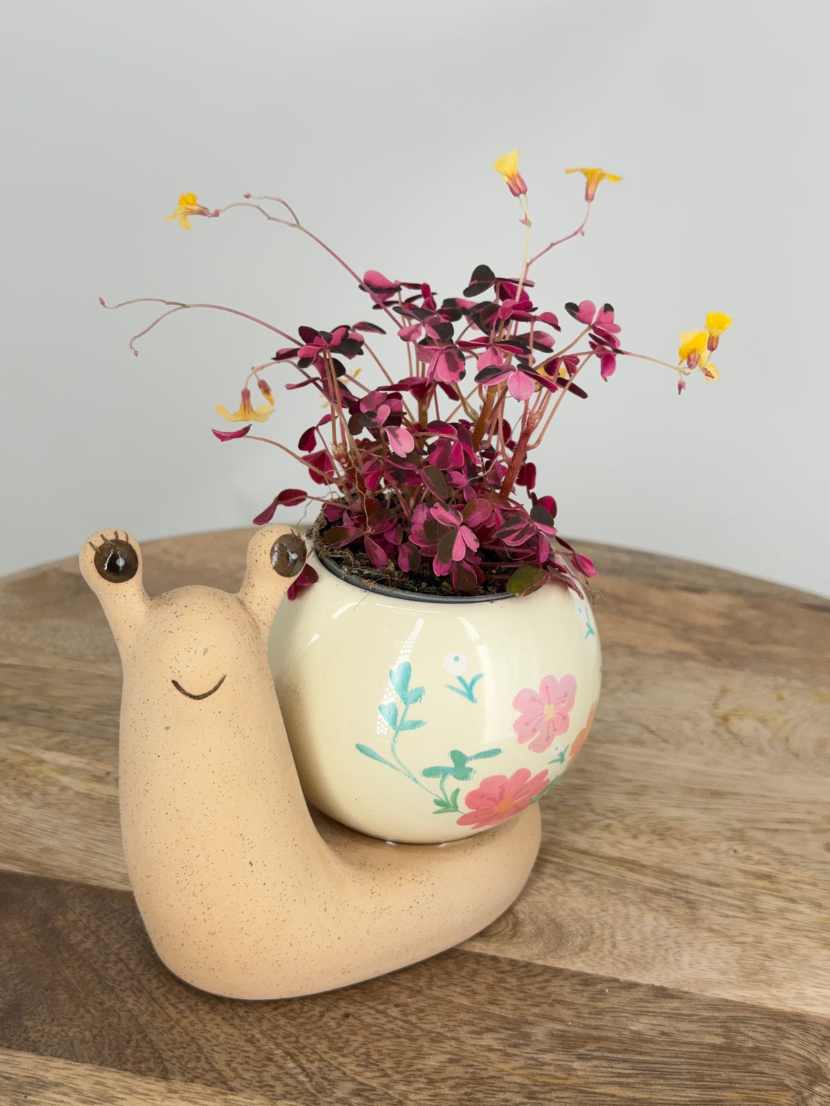 OXALIS CRAZY PLUM 6CM