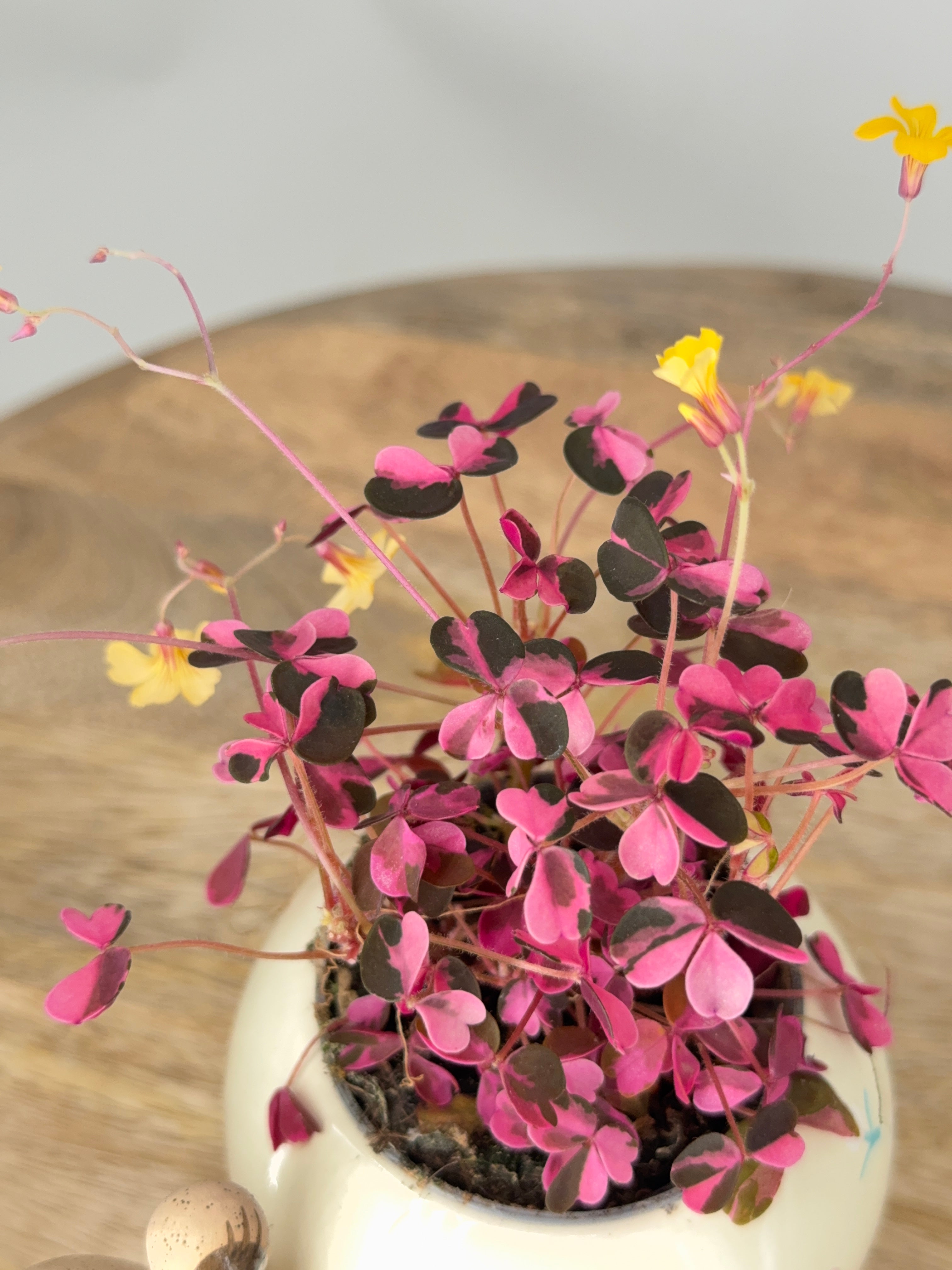 OXALIS CRAZY PLUM 6CM