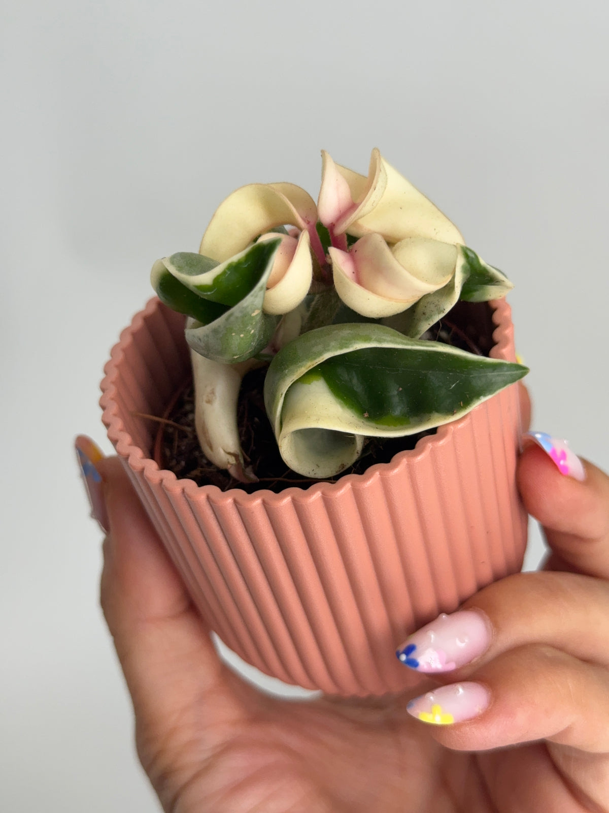 HOYA COMPACTA GREEN/VARIEGATA M6