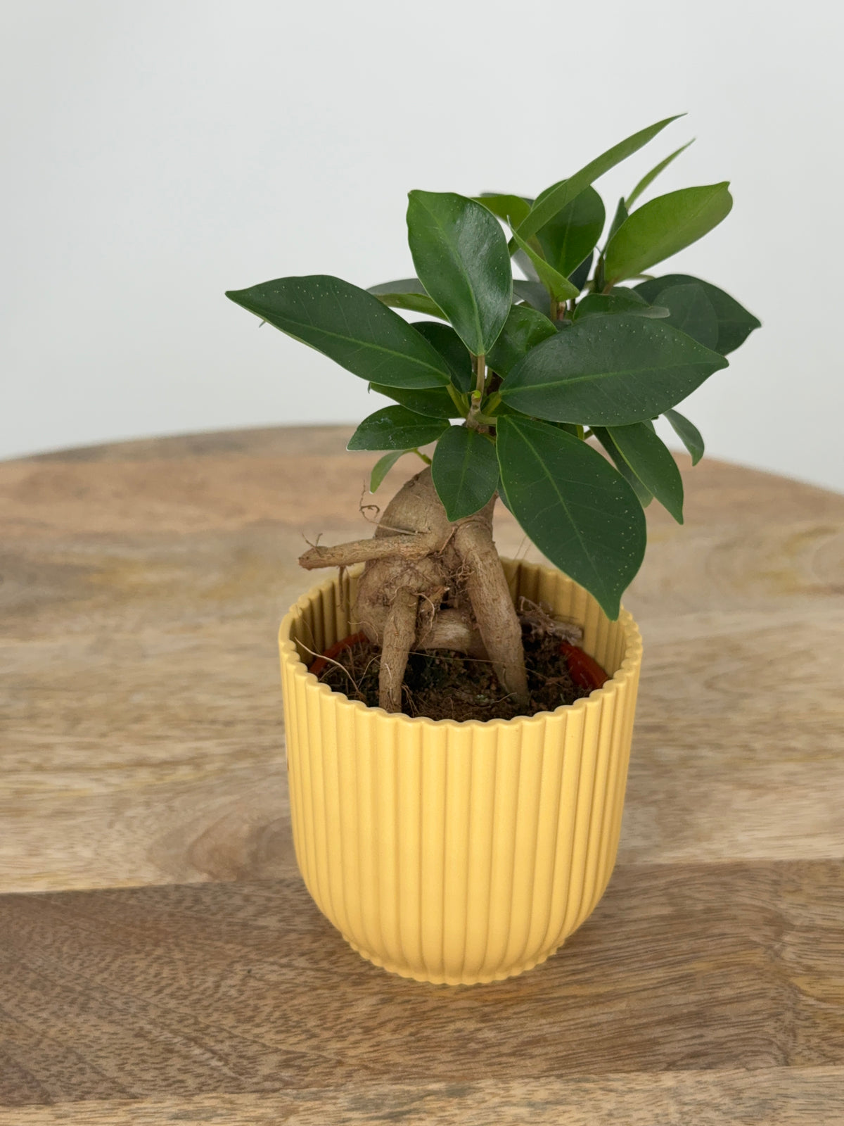FICUS MICR GINSENG M9