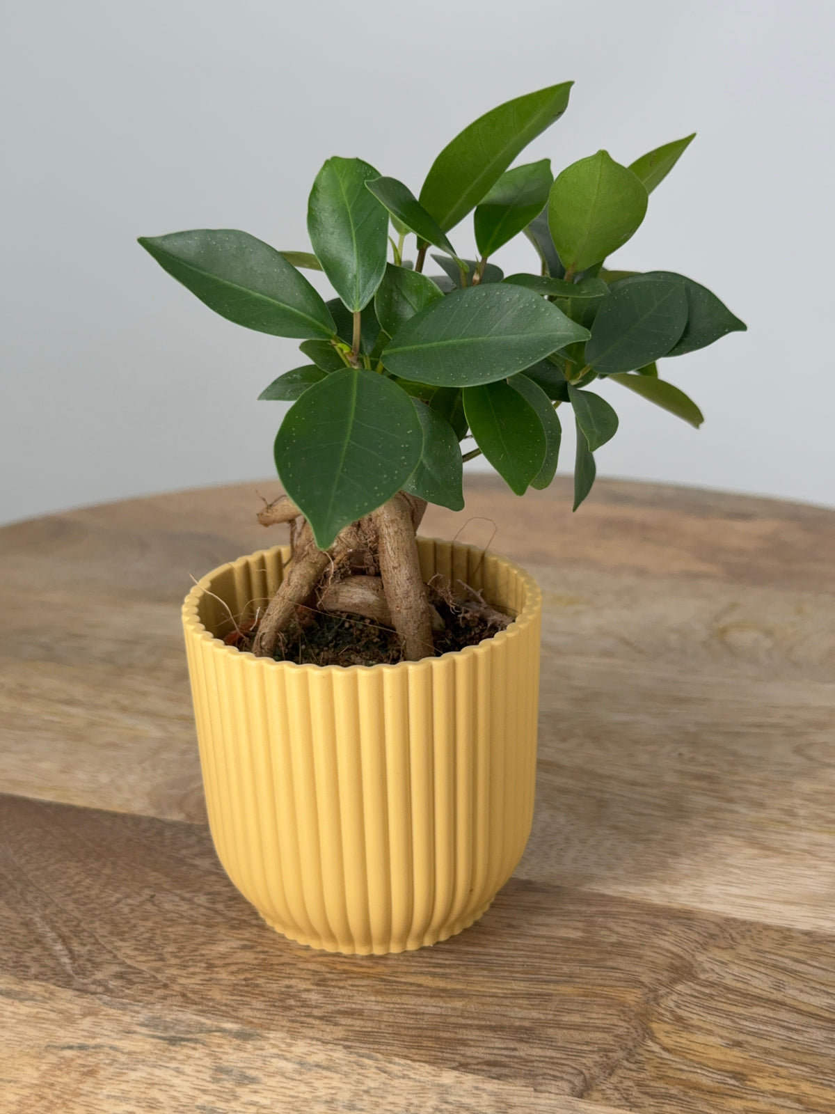 FICUS MICR GINSENG M9