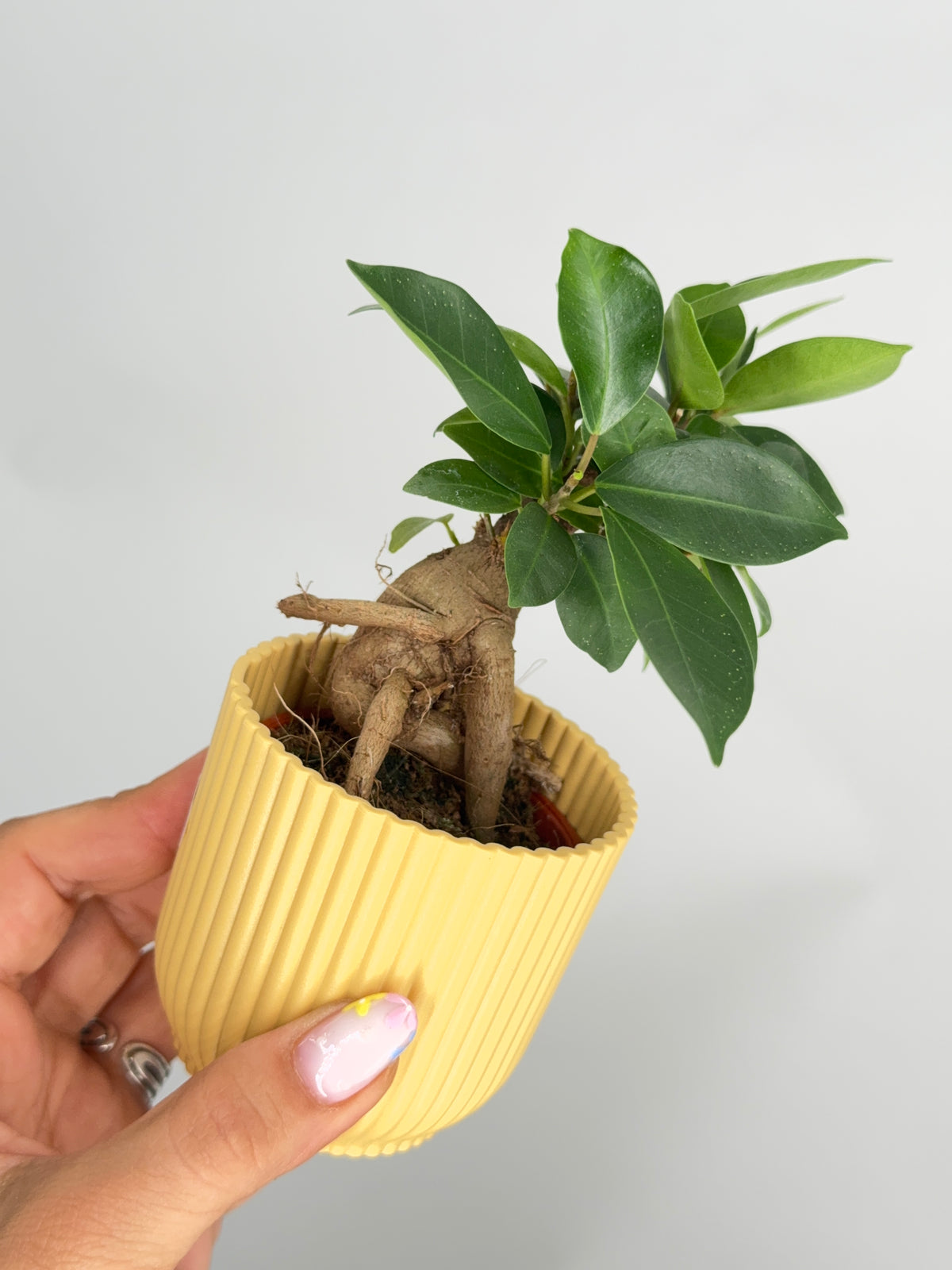 FICUS MICR GINSENG M9