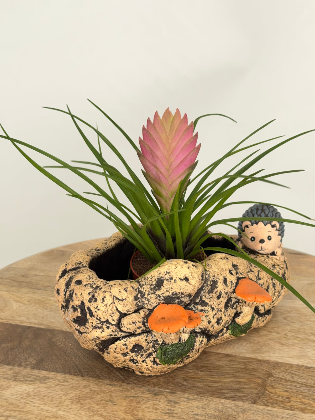 TILLANDSIA CYANEA ANITA ROSA
