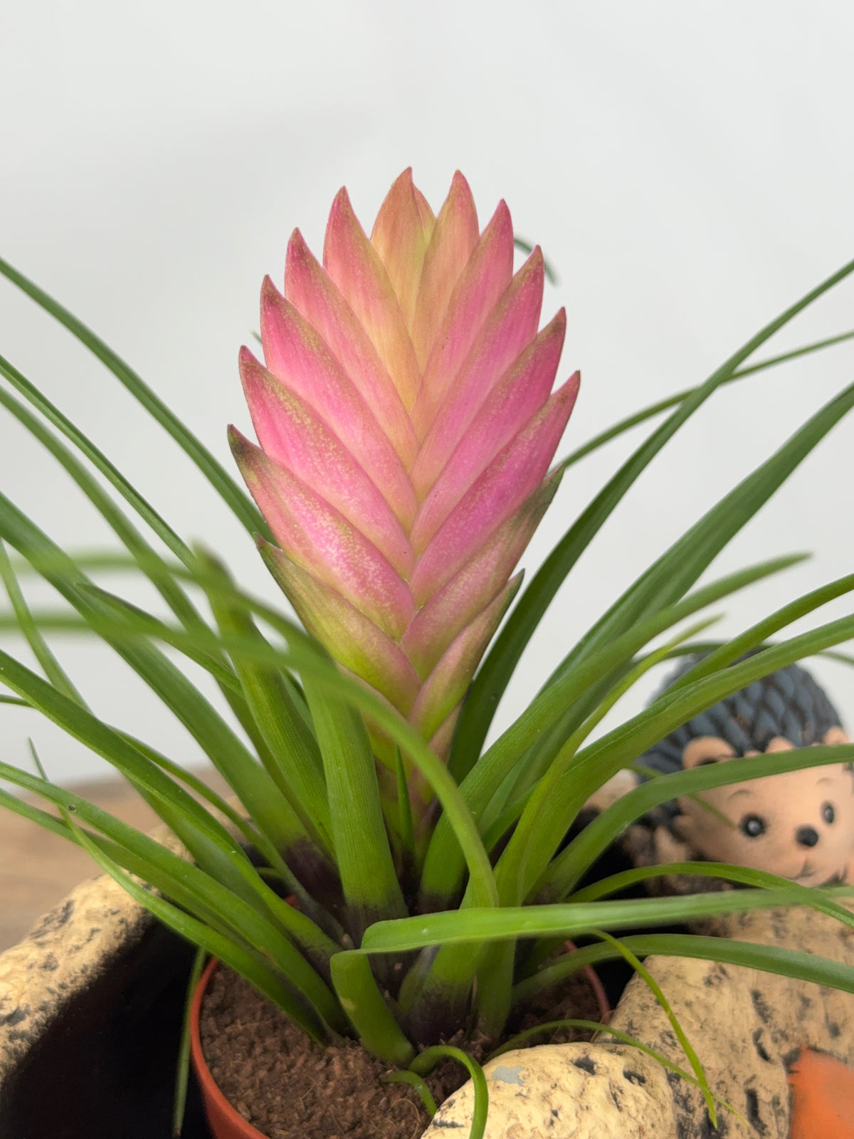 TILLANDSIA CYANEA ANITA ROSA