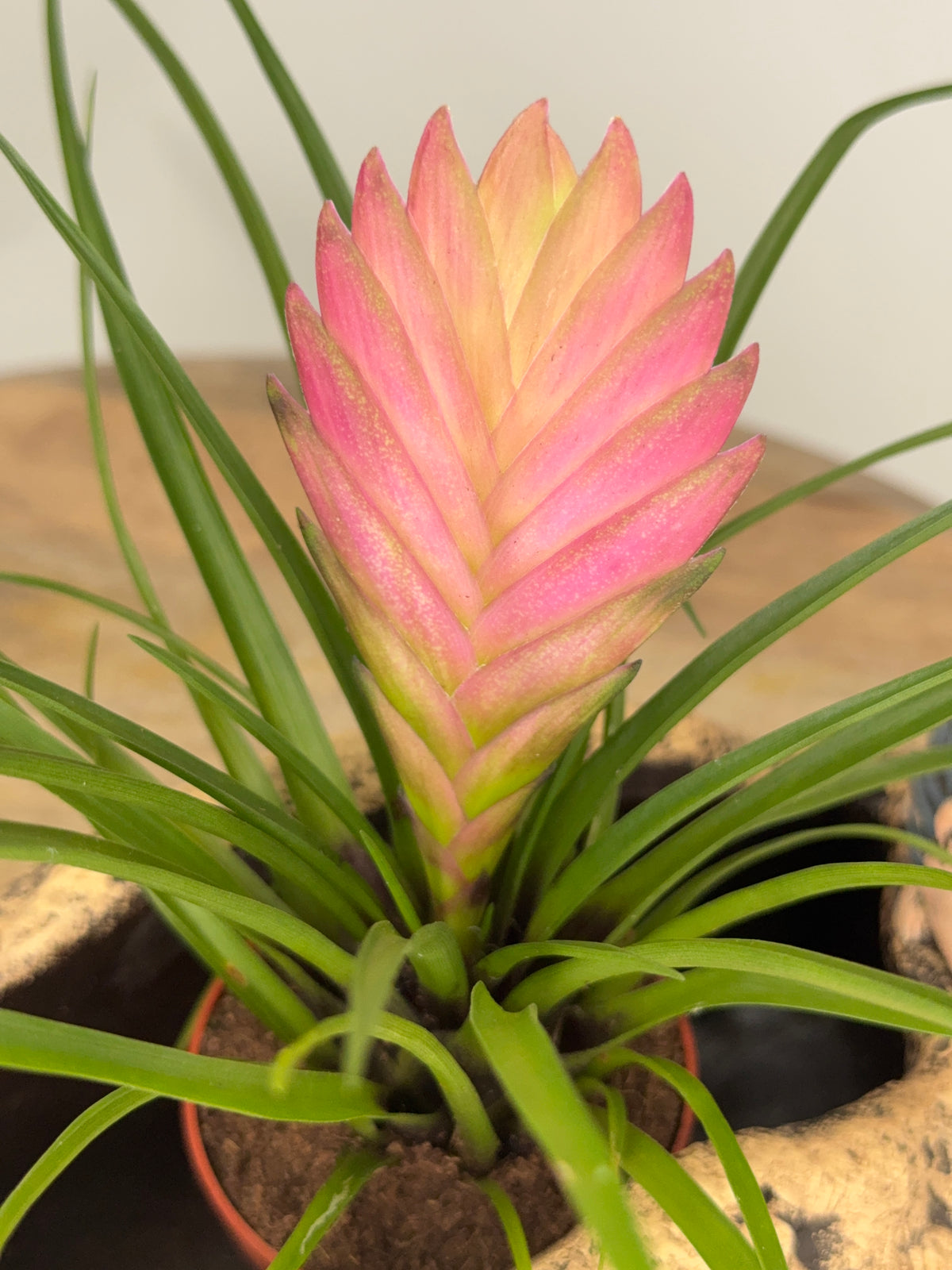 TILLANDSIA CYANEA ANITA ROSA
