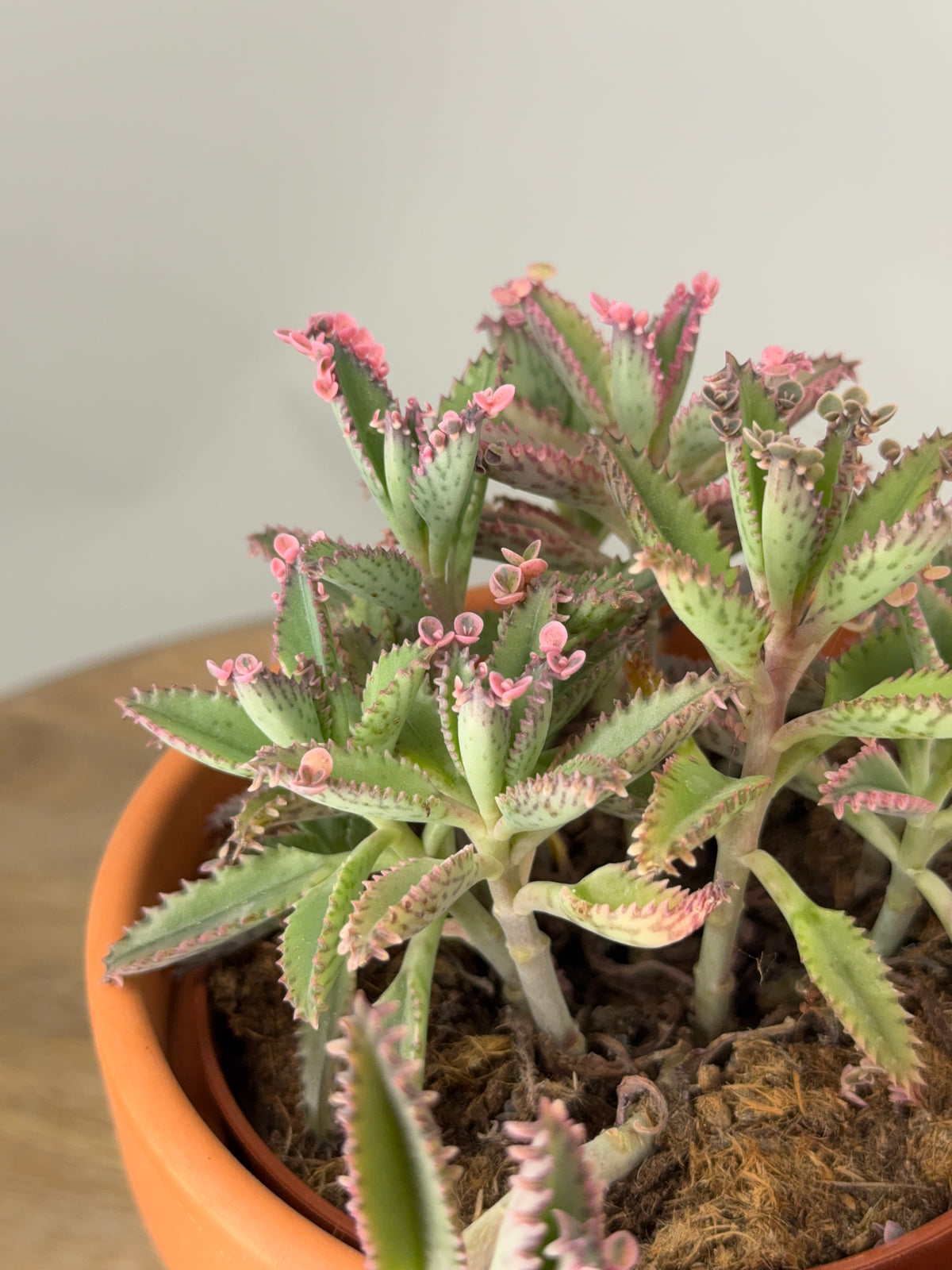KALANCHOE ROSADO BUTTERFLY M12