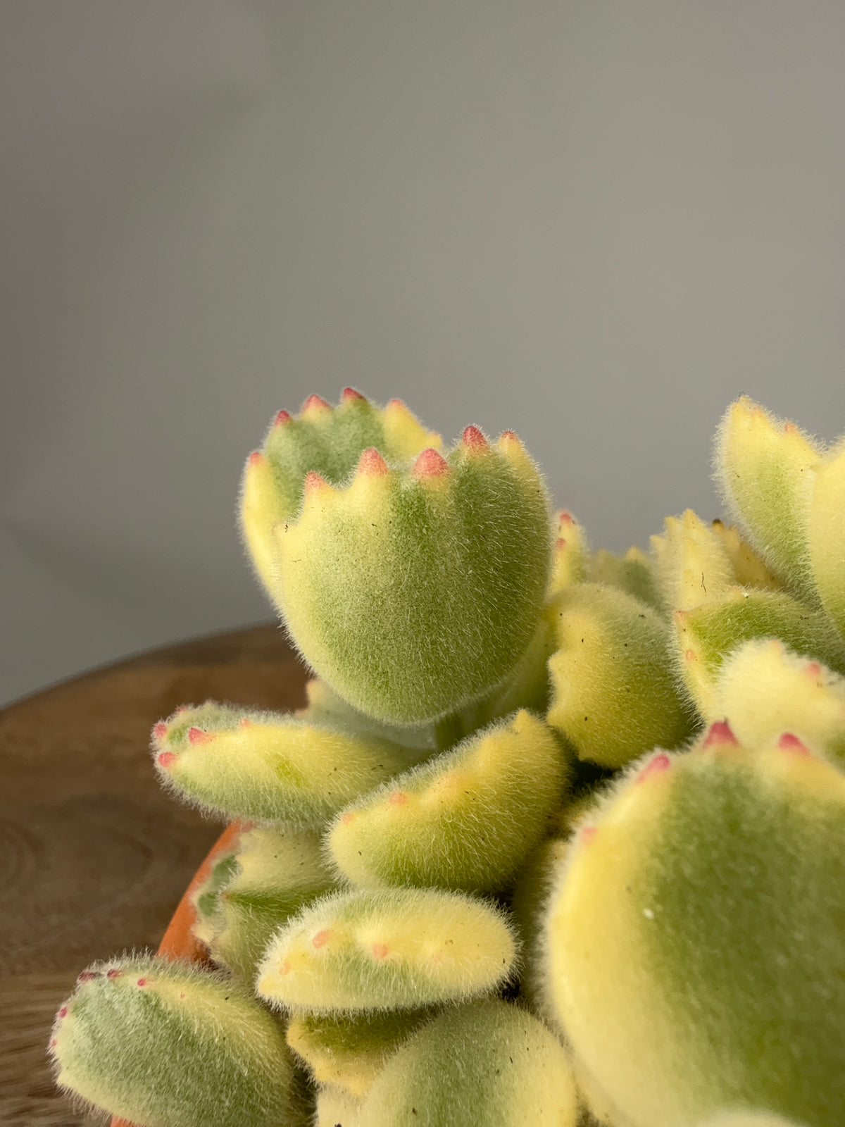 COTYLEDON LADYSMITHIENSIS M10,5