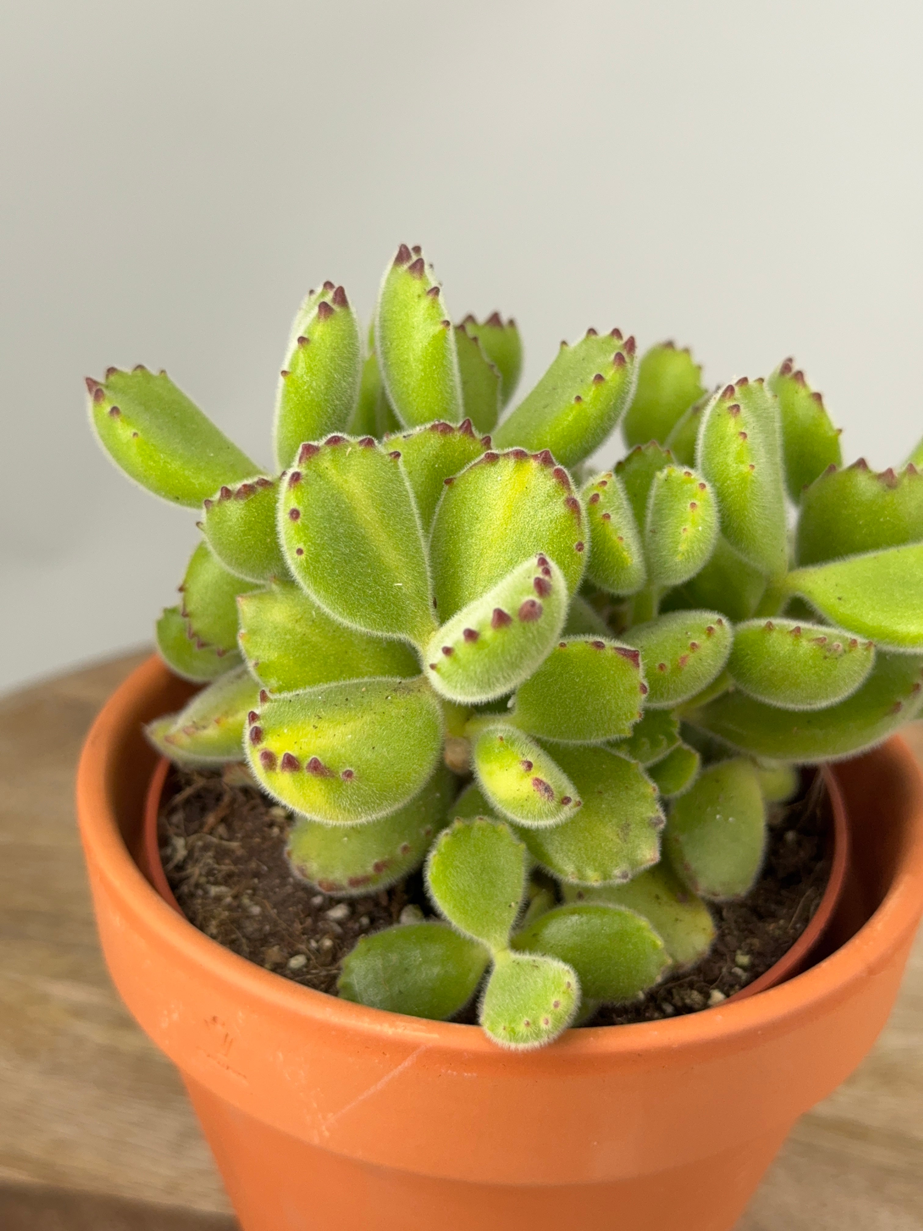 COTYLEDON LADYSMITHIENSIS M10,5