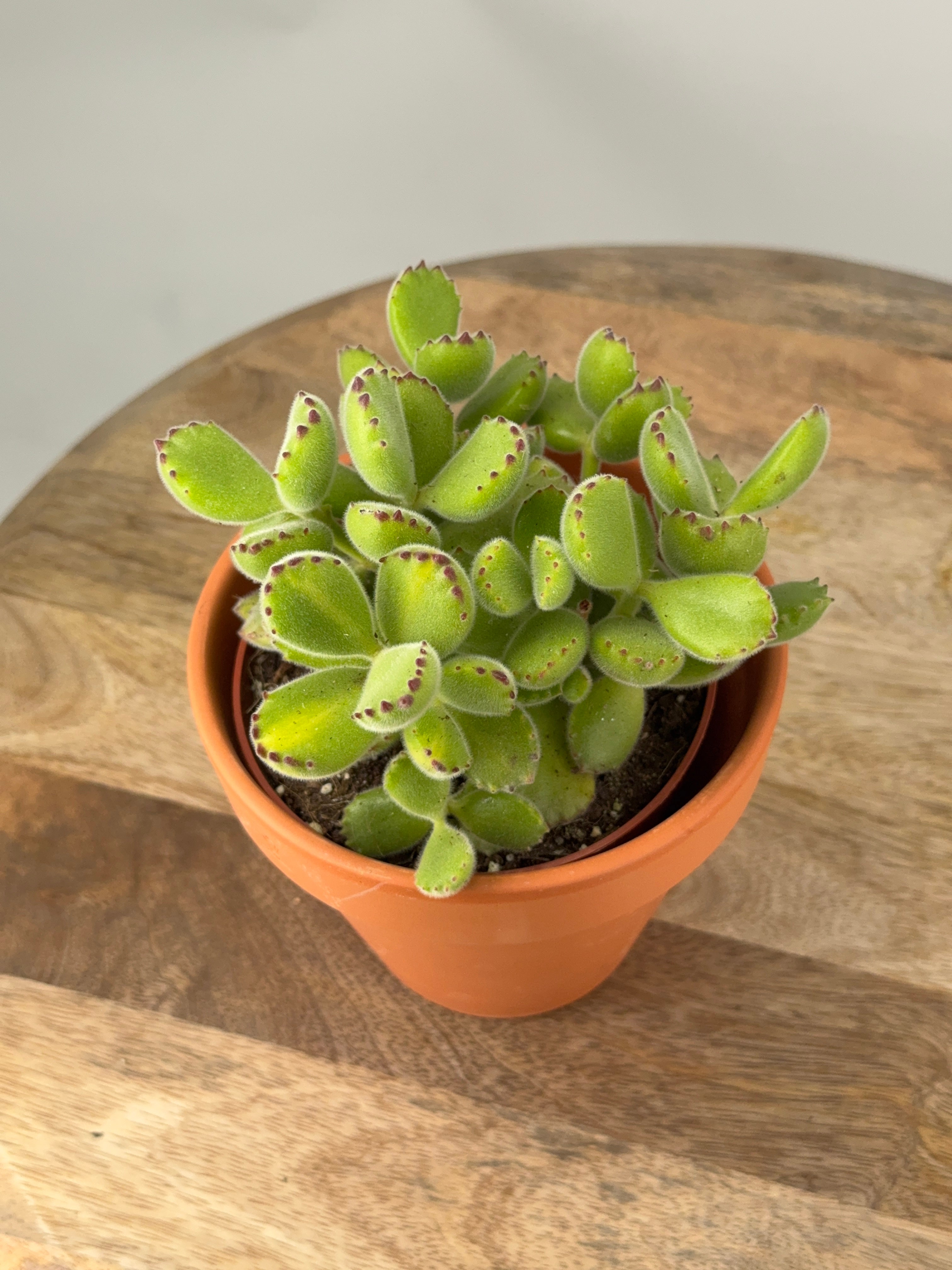COTYLEDON LADYSMITHIENSIS M10,5