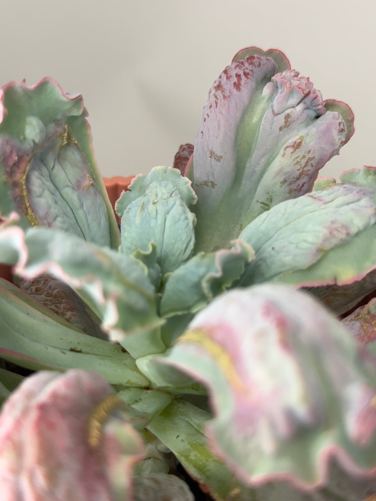 ECHEVERIA PAUL BUNYAN M13