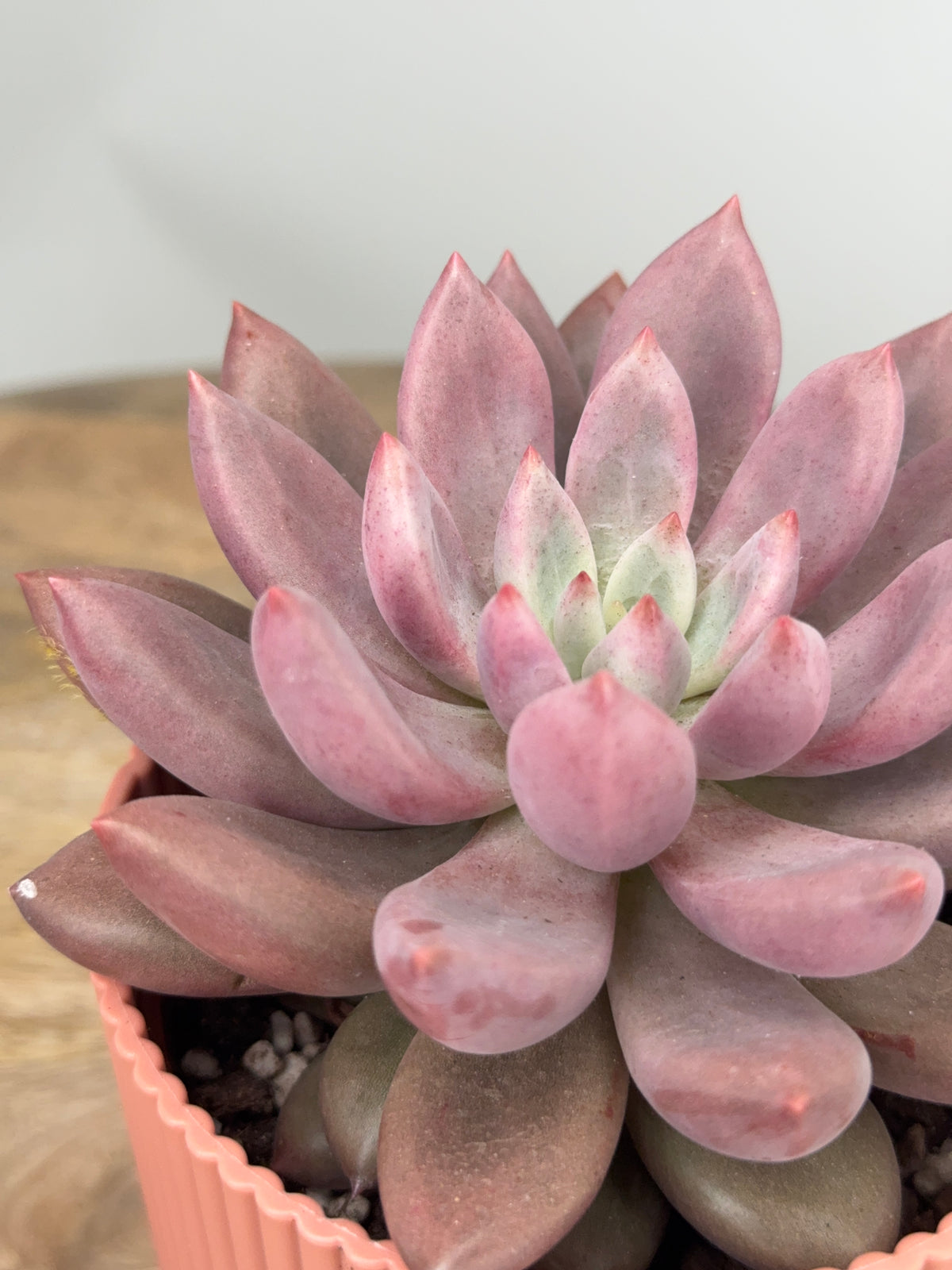 PACHYVERIA ROSY CROW M10.5