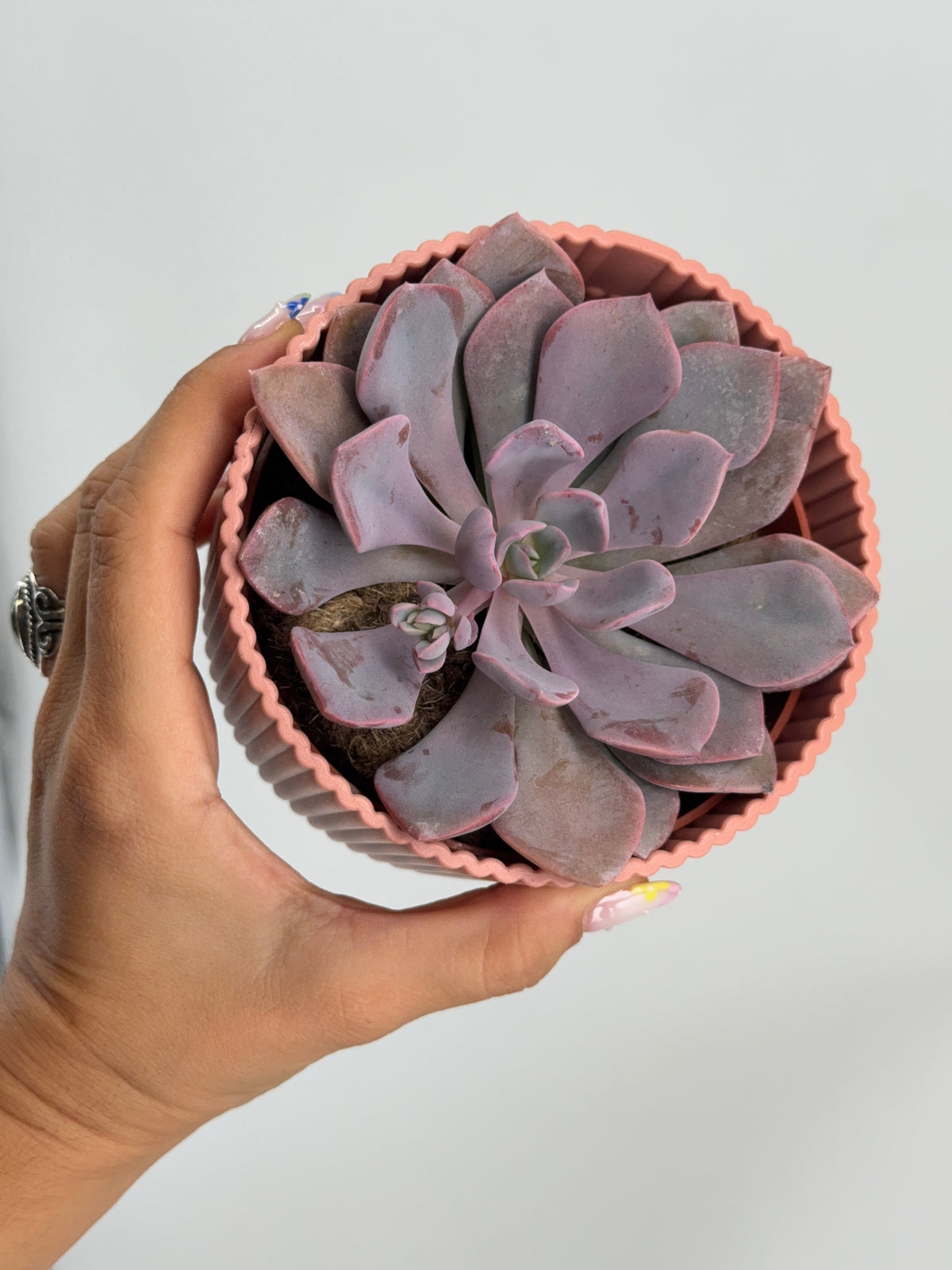 ECHEVERIA MIX M8.5