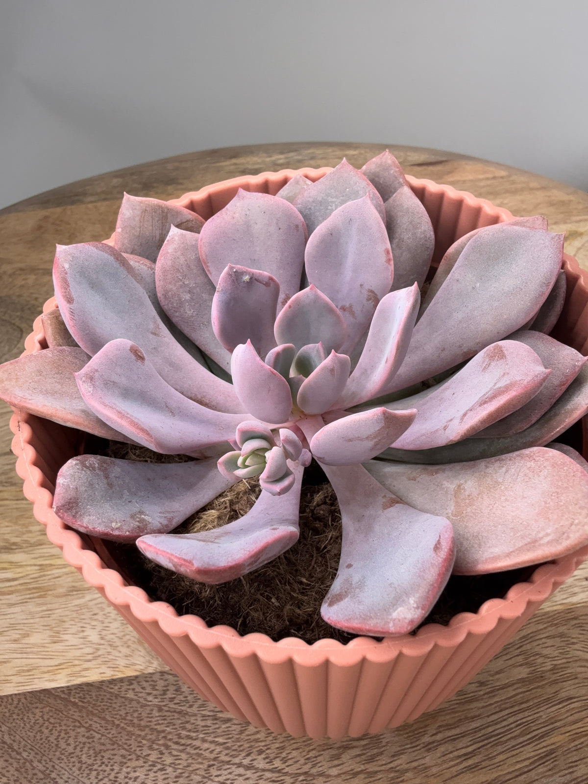 ECHEVERIA MIX M8.5