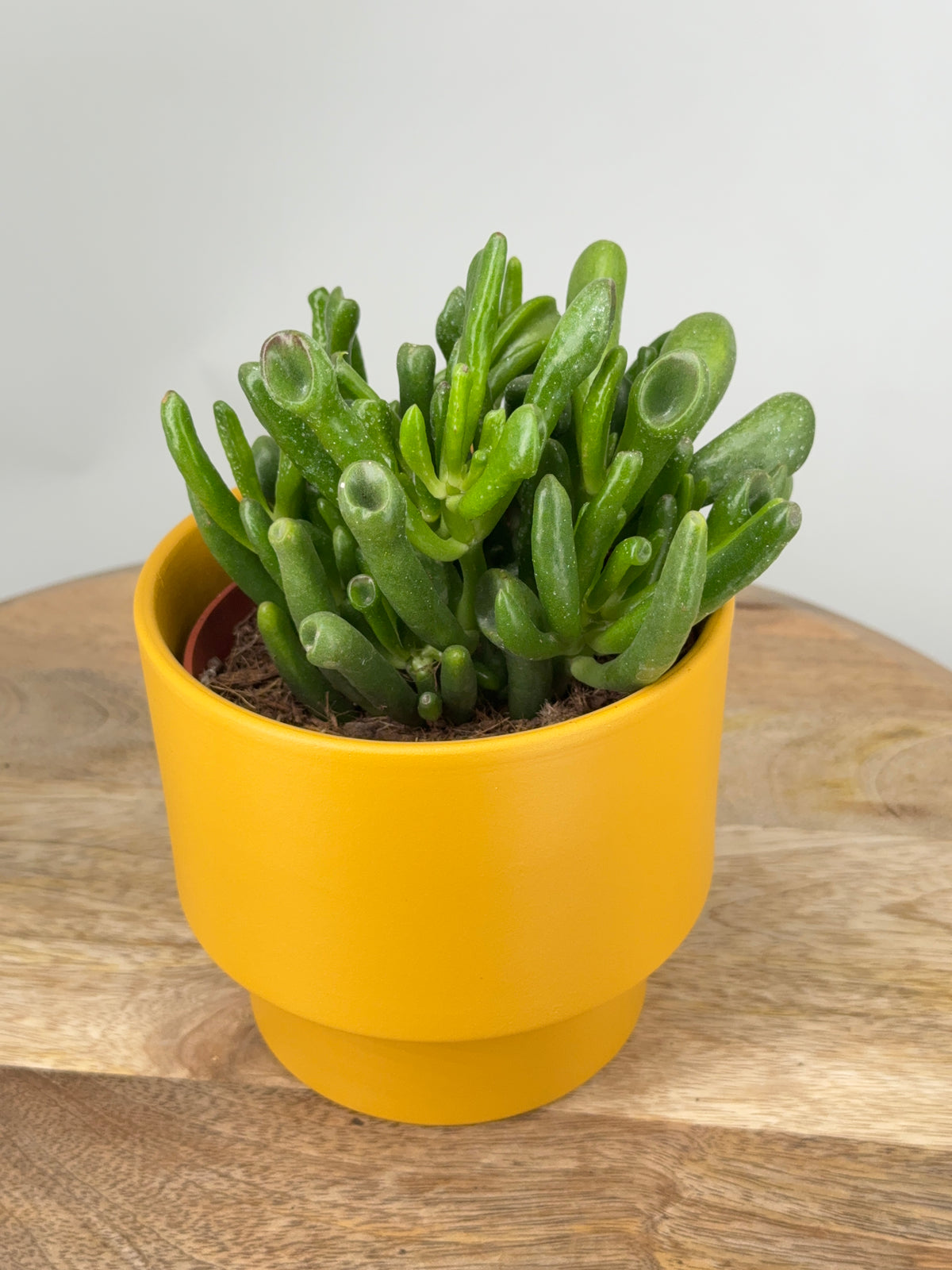 CRASSULA HOBBIT SUPURE M12