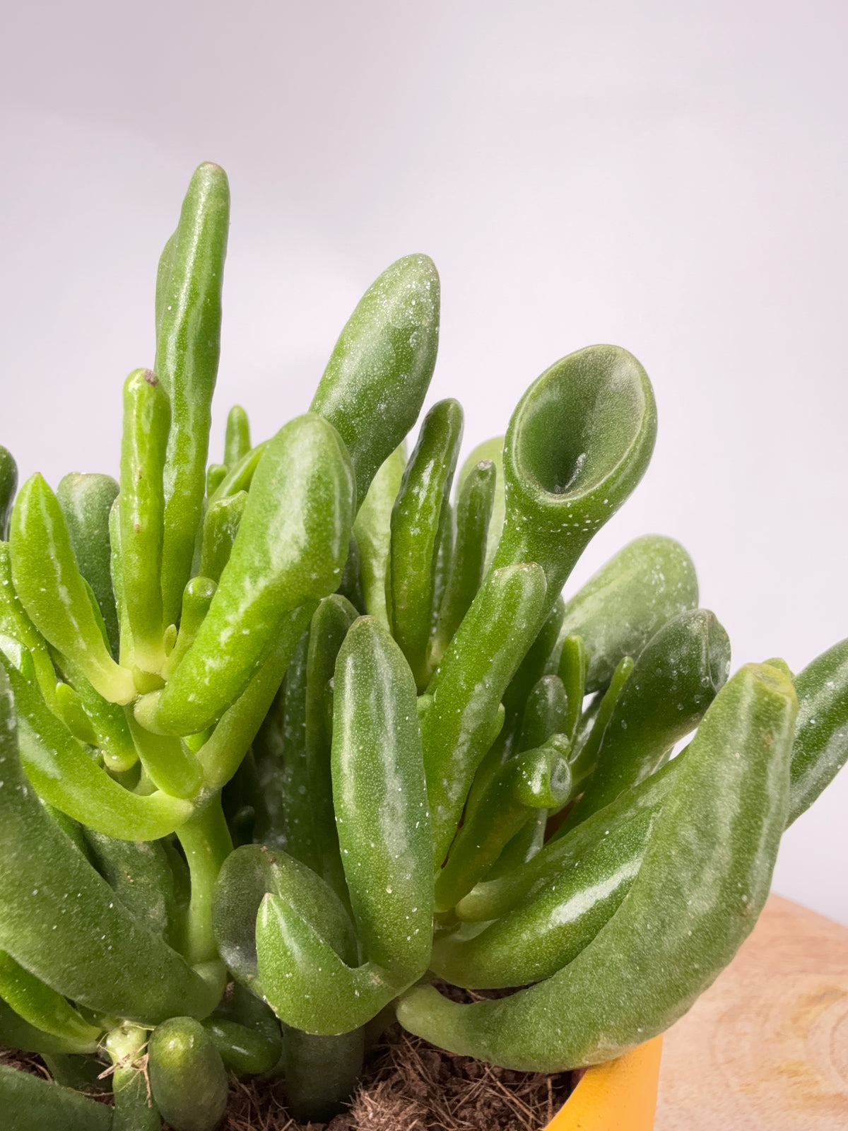 CRASSULA HOBBIT SUPURE M12