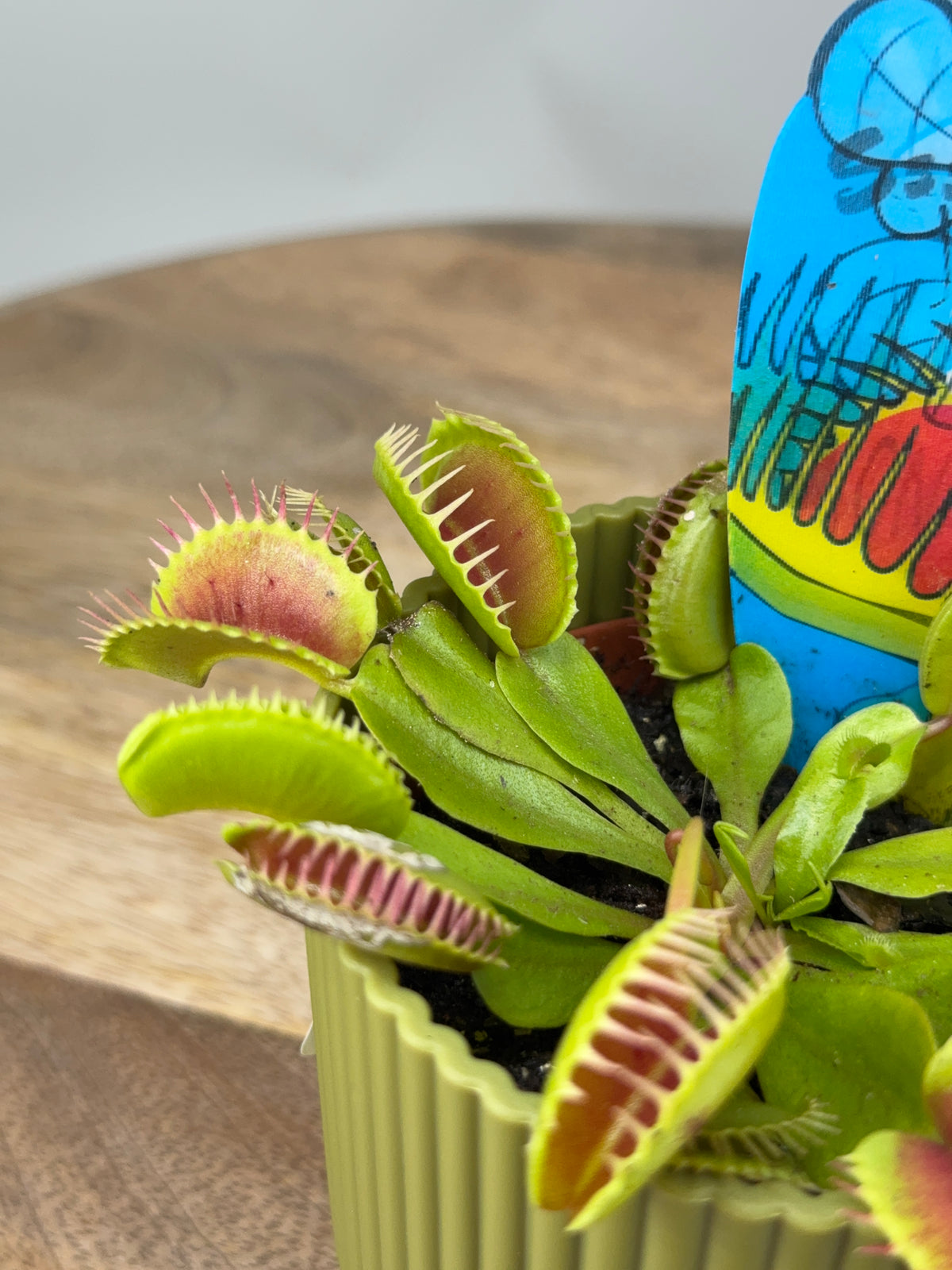 DIONAEA MUSCIPULA
