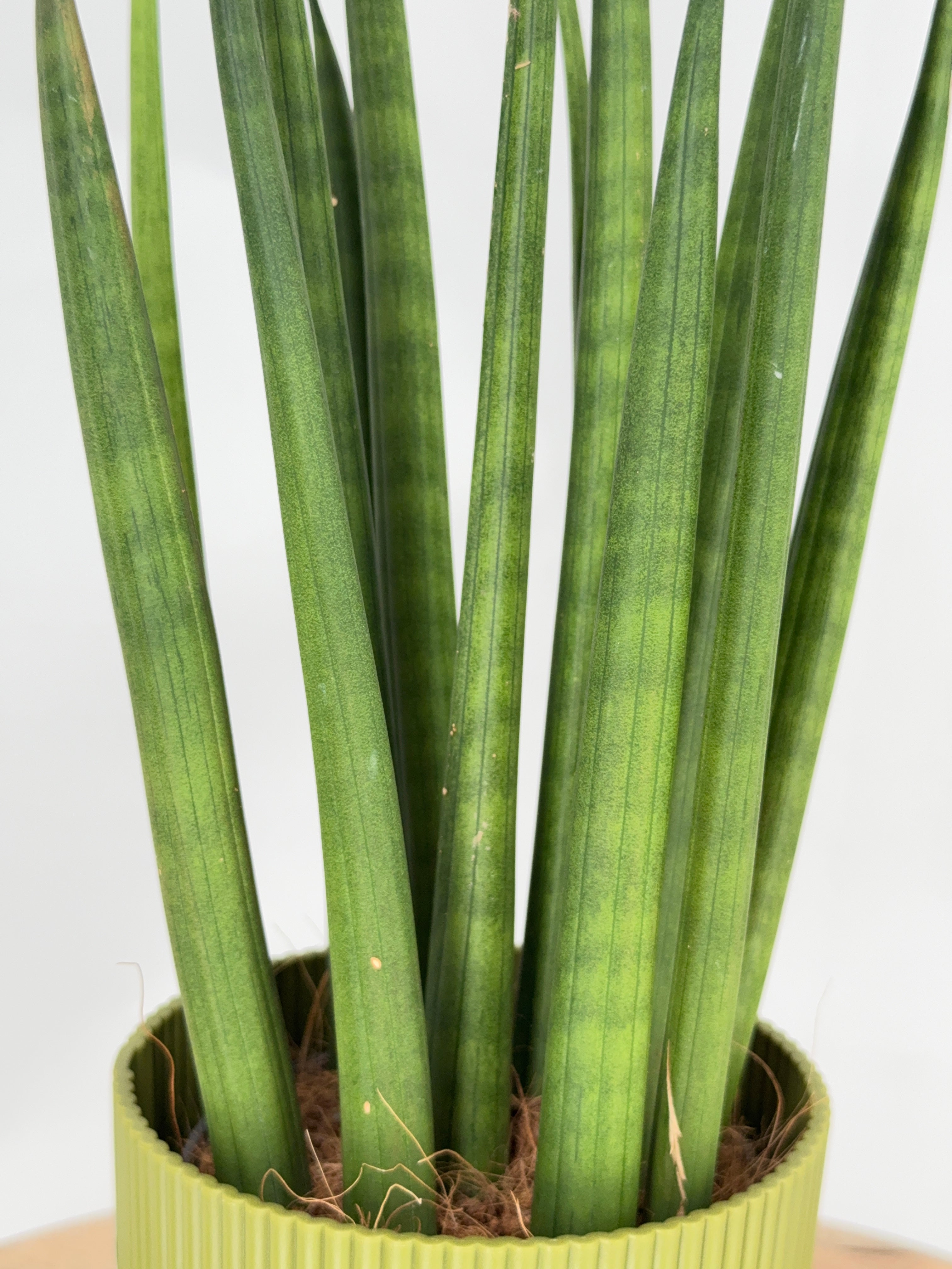 SANSEVIERIA CYLINDRICA MIX M12