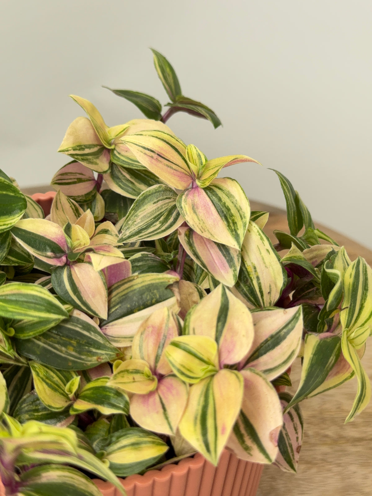 TRADESCANTIA MIX M12