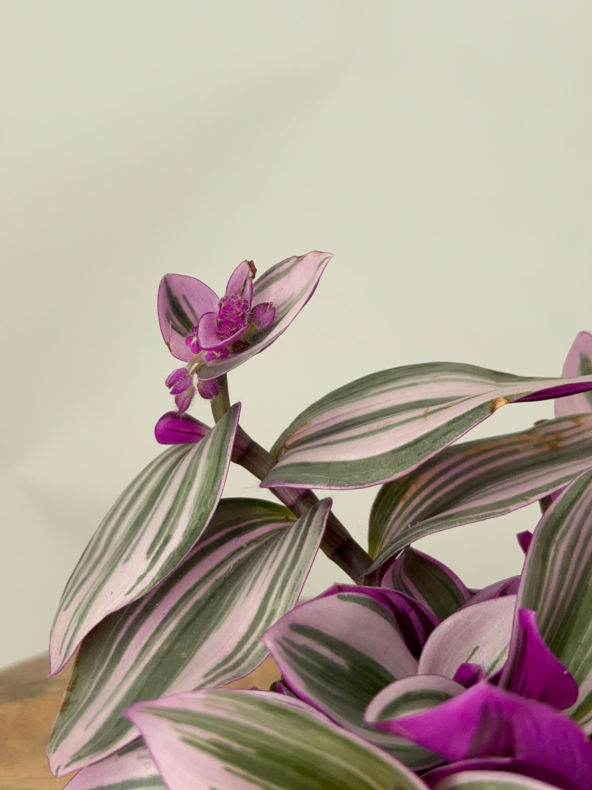 TRADESCANTIA ALBIFLORA NANOUK M12