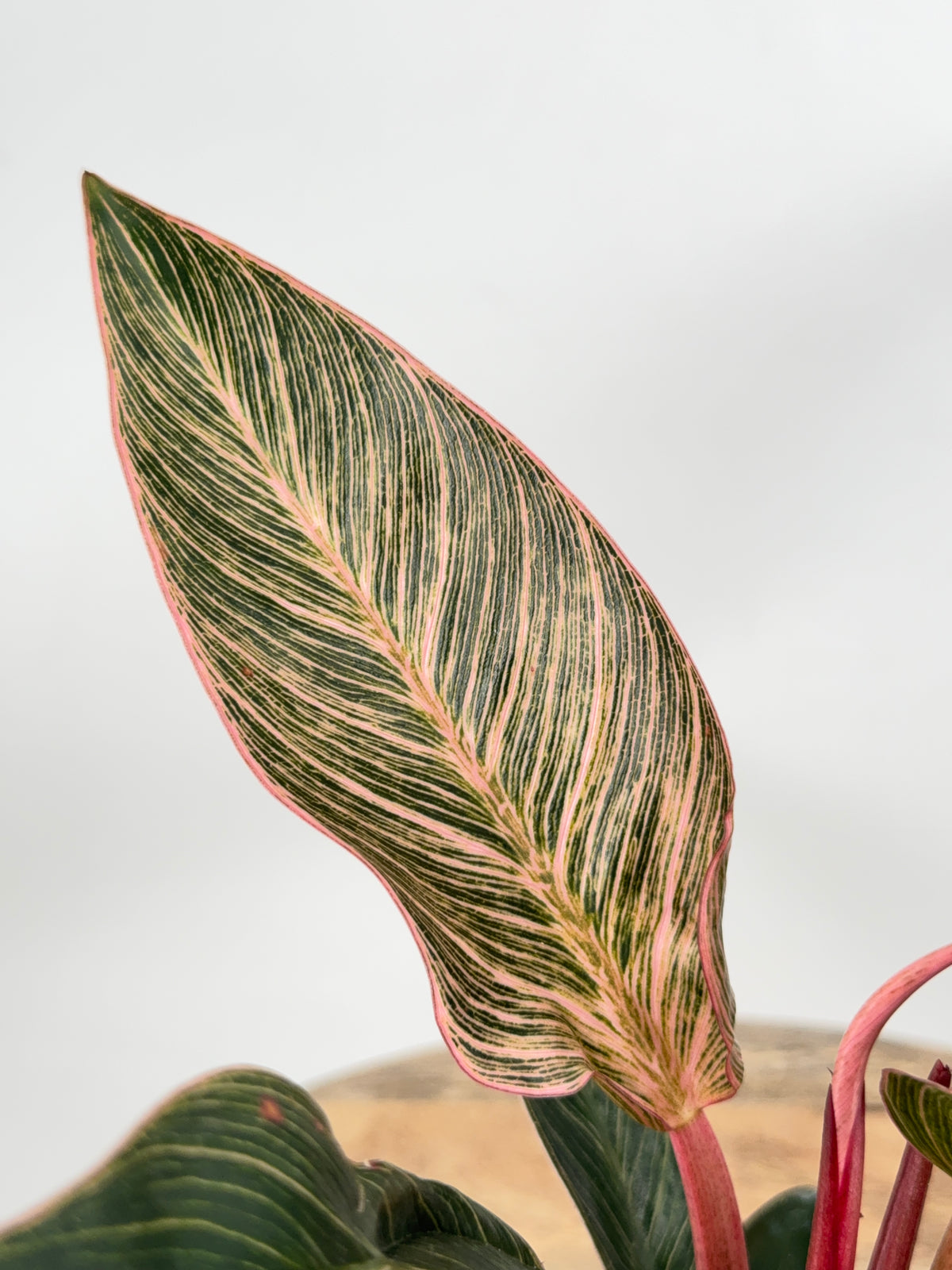 PHILODENDRON PINK BIKINI M12
