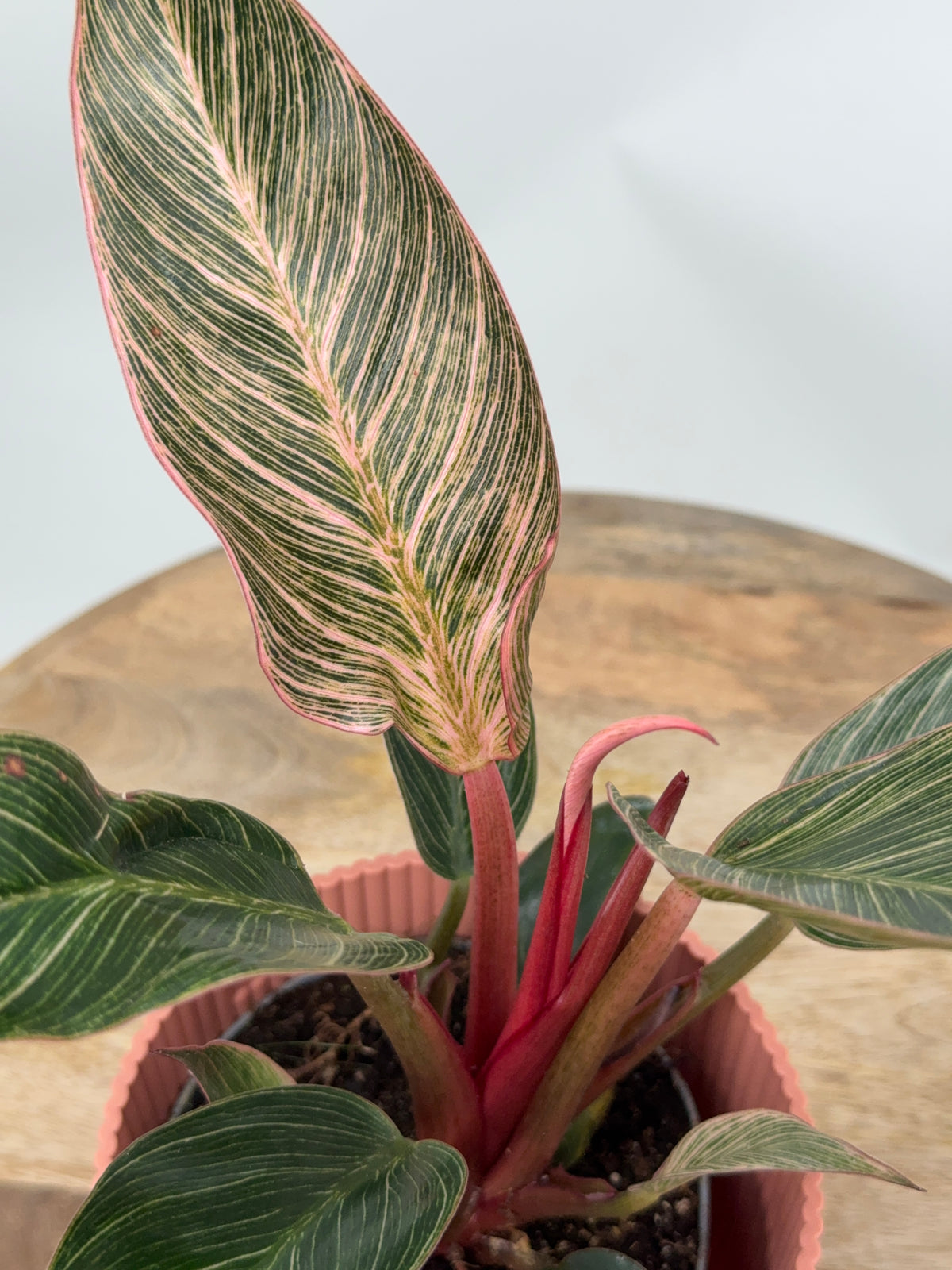 PHILODENDRON PINK BIKINI M12
