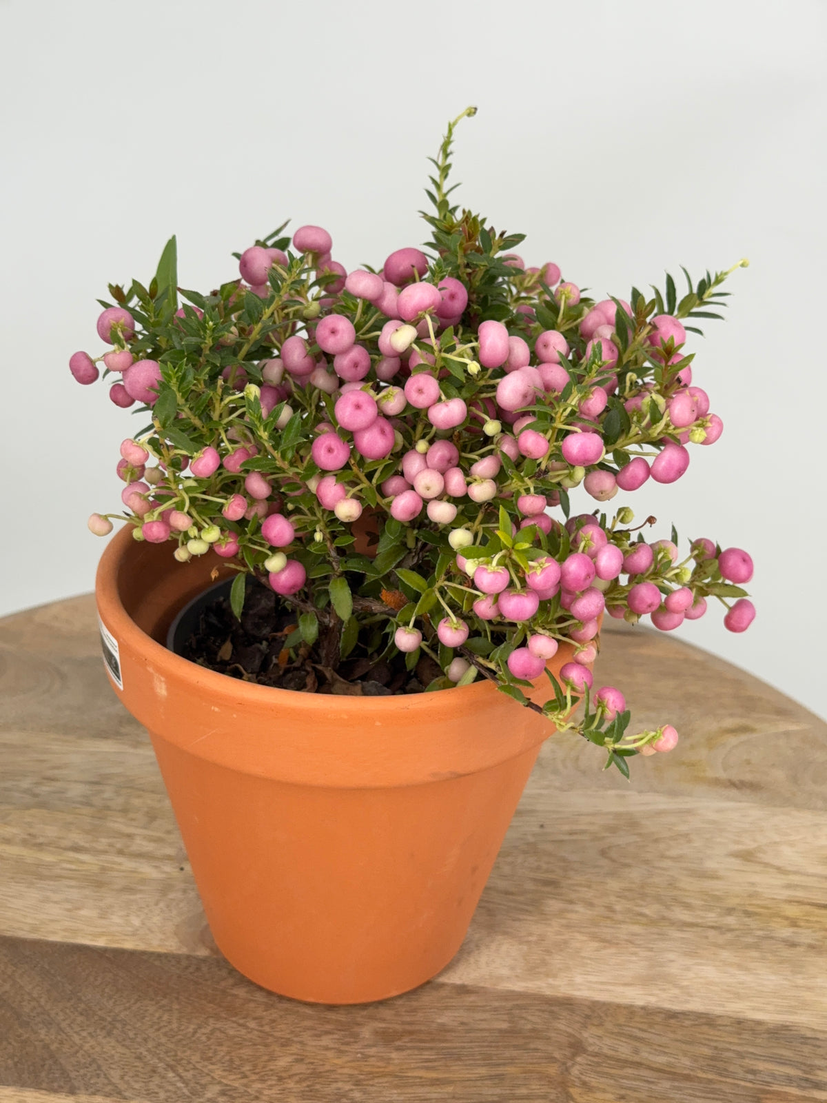 PERNETTYA MIX M11