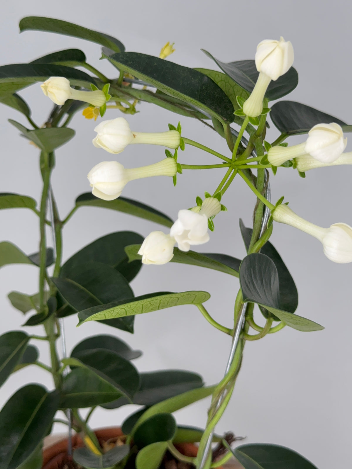 STEPHANOTIS FLOR. BLANCO M12