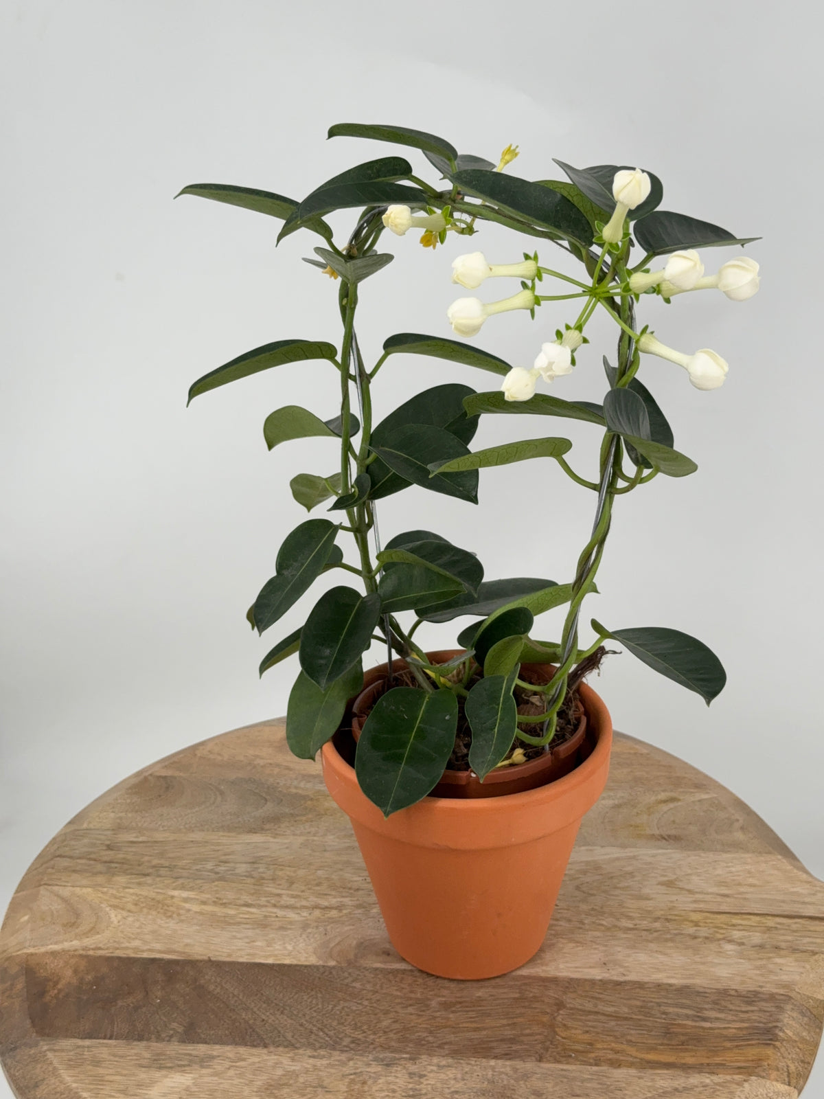 STEPHANOTIS FLOR. BLANCO M12
