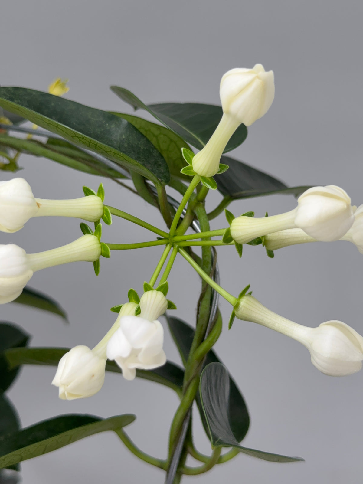 STEPHANOTIS FLOR. BLANCO M12