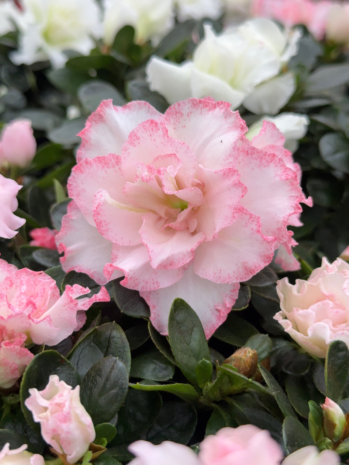 AZALEA MIX M15Y M14