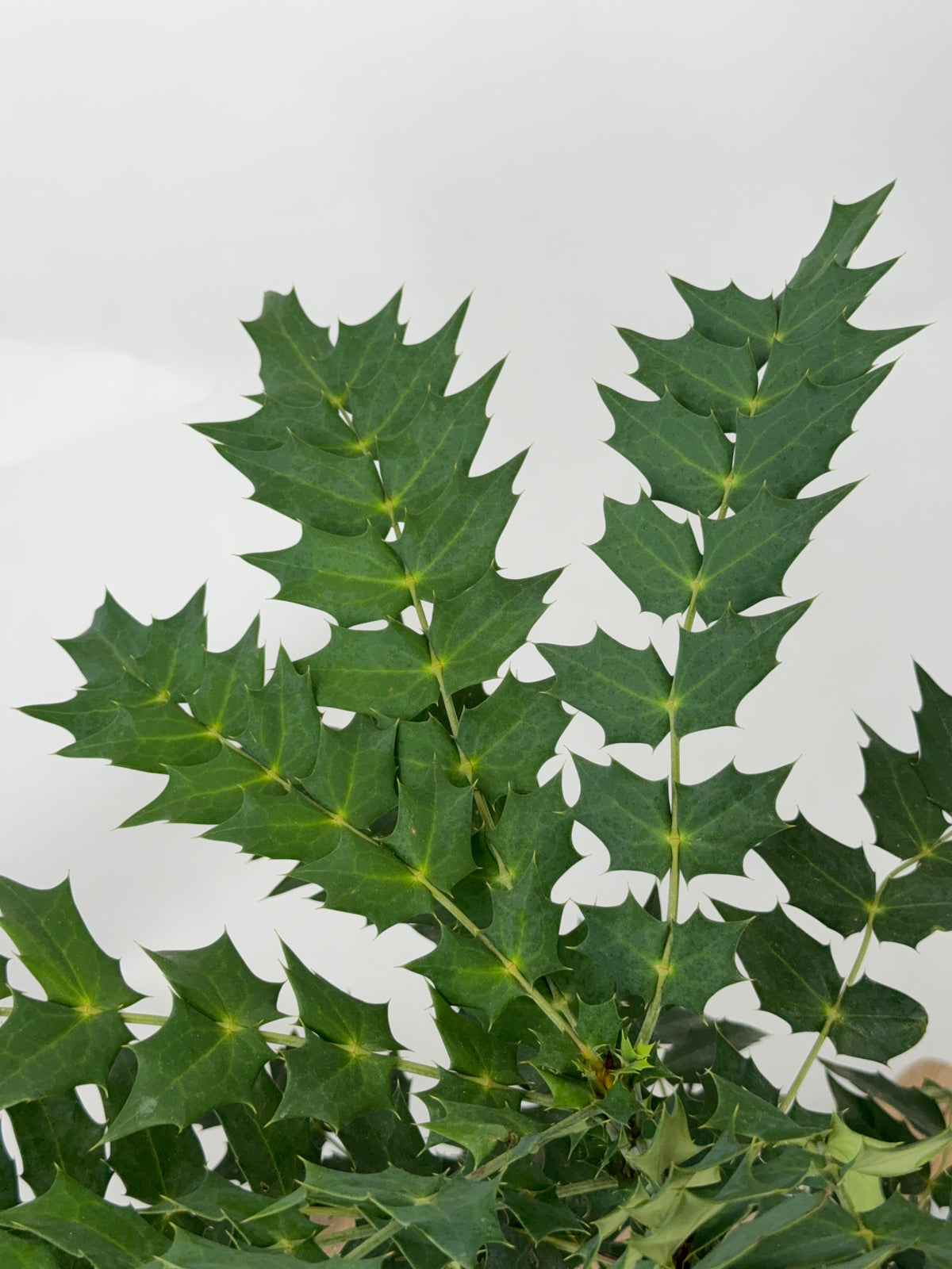 MAHONIA MEDIA CHARITY 3L