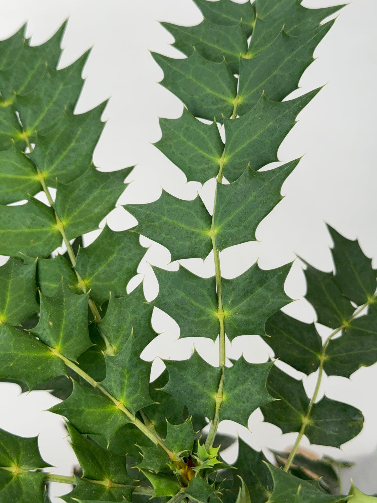 MAHONIA MEDIA CHARITY 3L